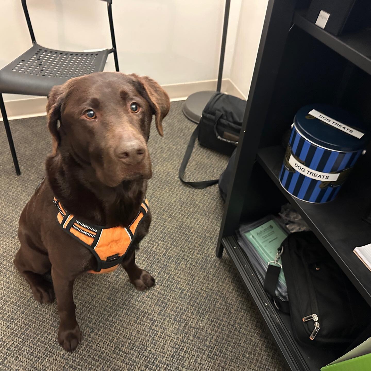 No @garrettpopcorn for this pooch!  Grizzly, Autumn&rsquo;s Chief Dog Officer, knows where the good dog treats are when he visits Jimmy Rio&rsquo;s office, our Director of Services.