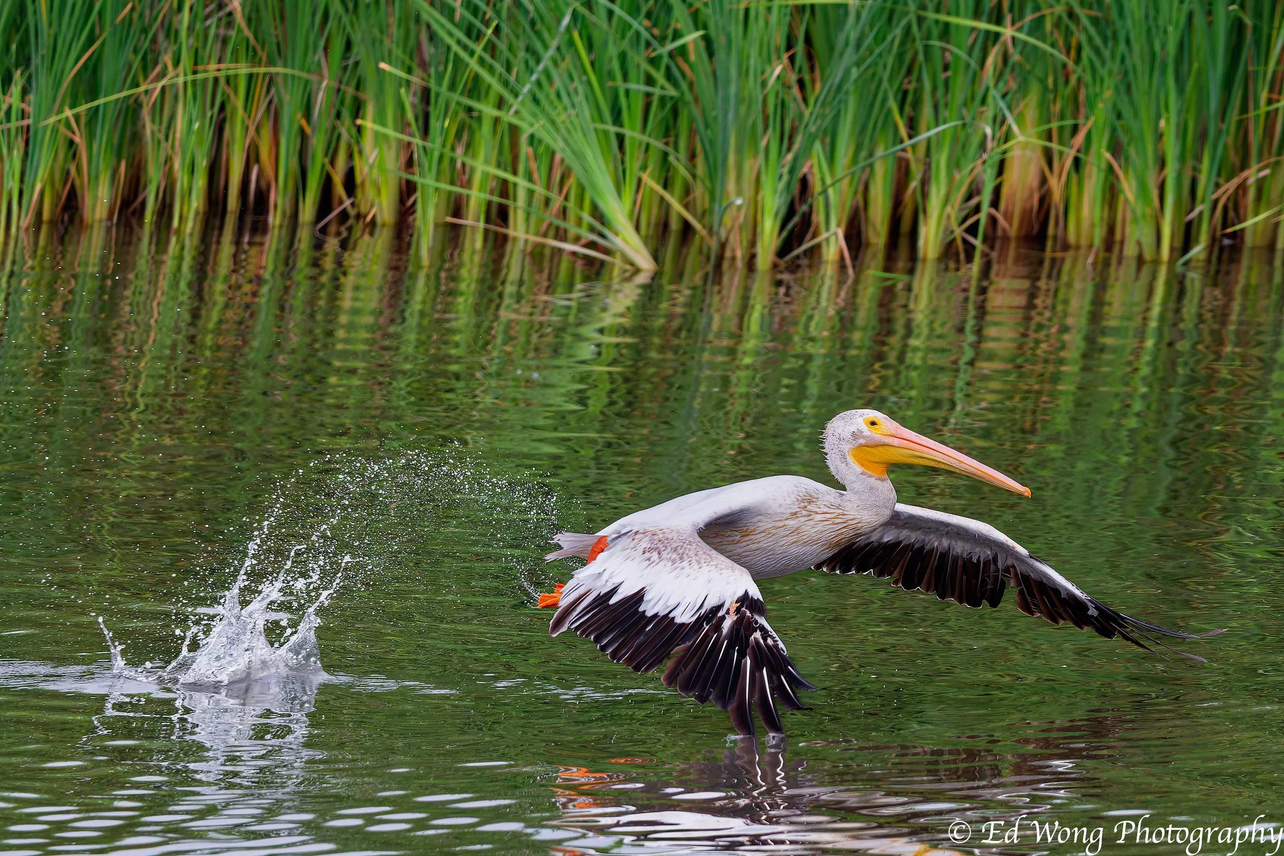 DSC_2530_DxO.jpg