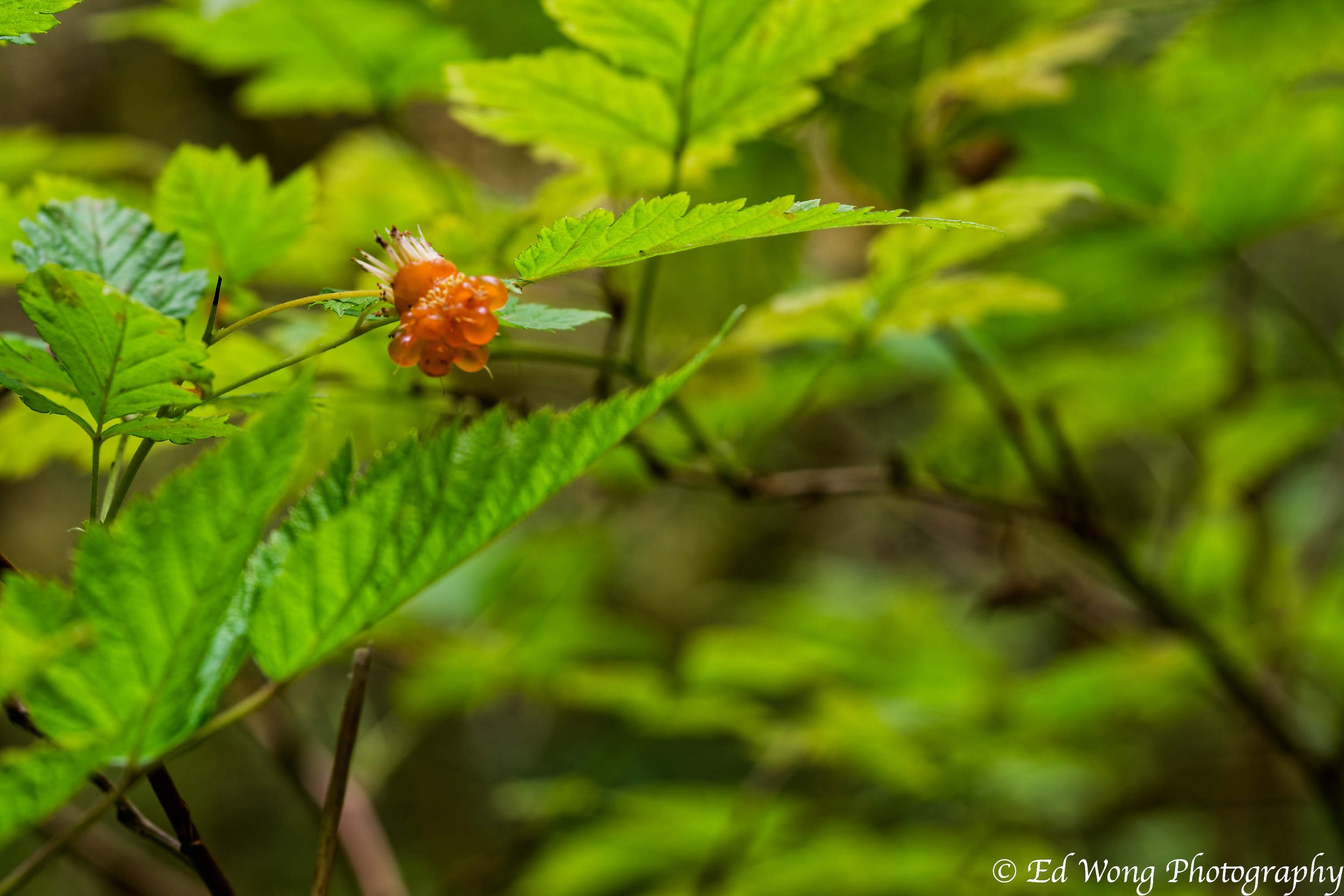 DSC_2376_DxO.jpg