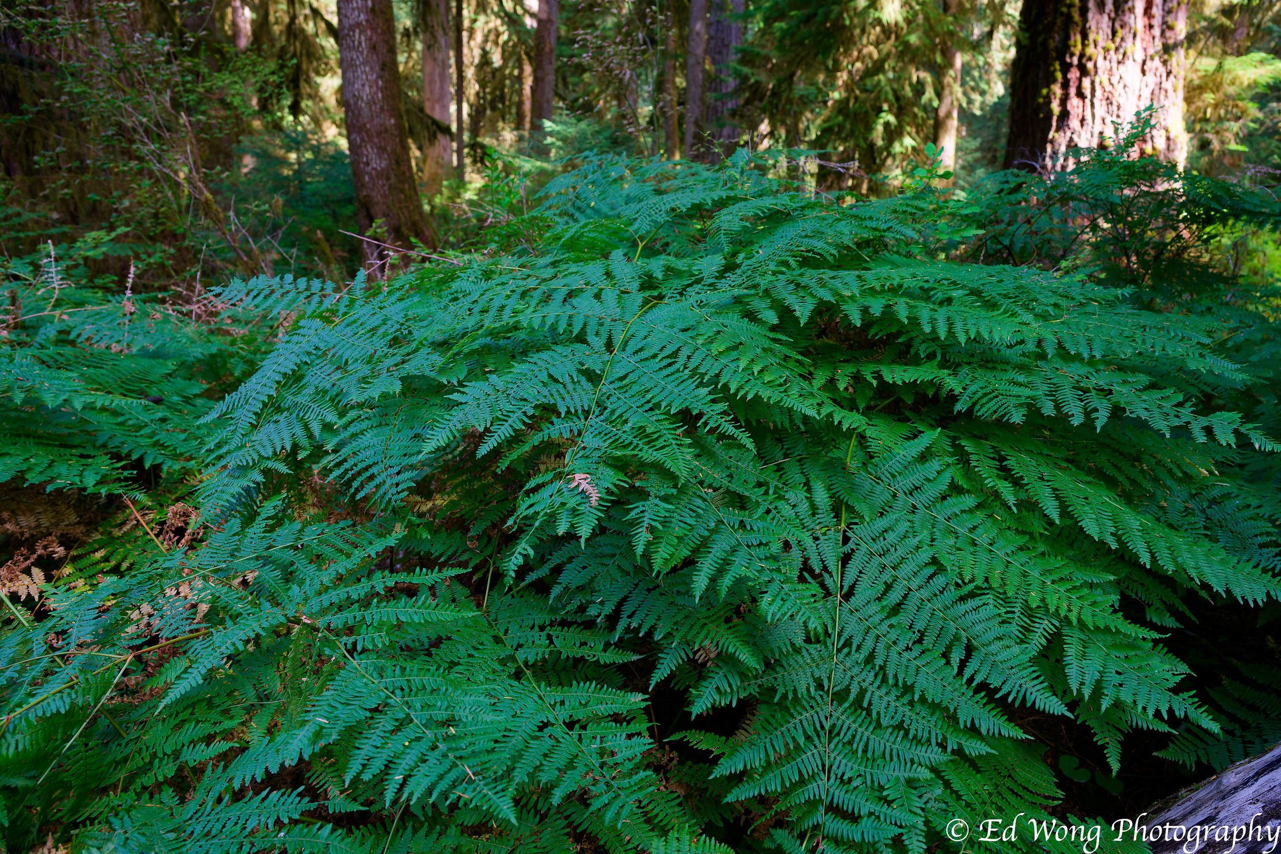 DSC_2352_DxO.jpg