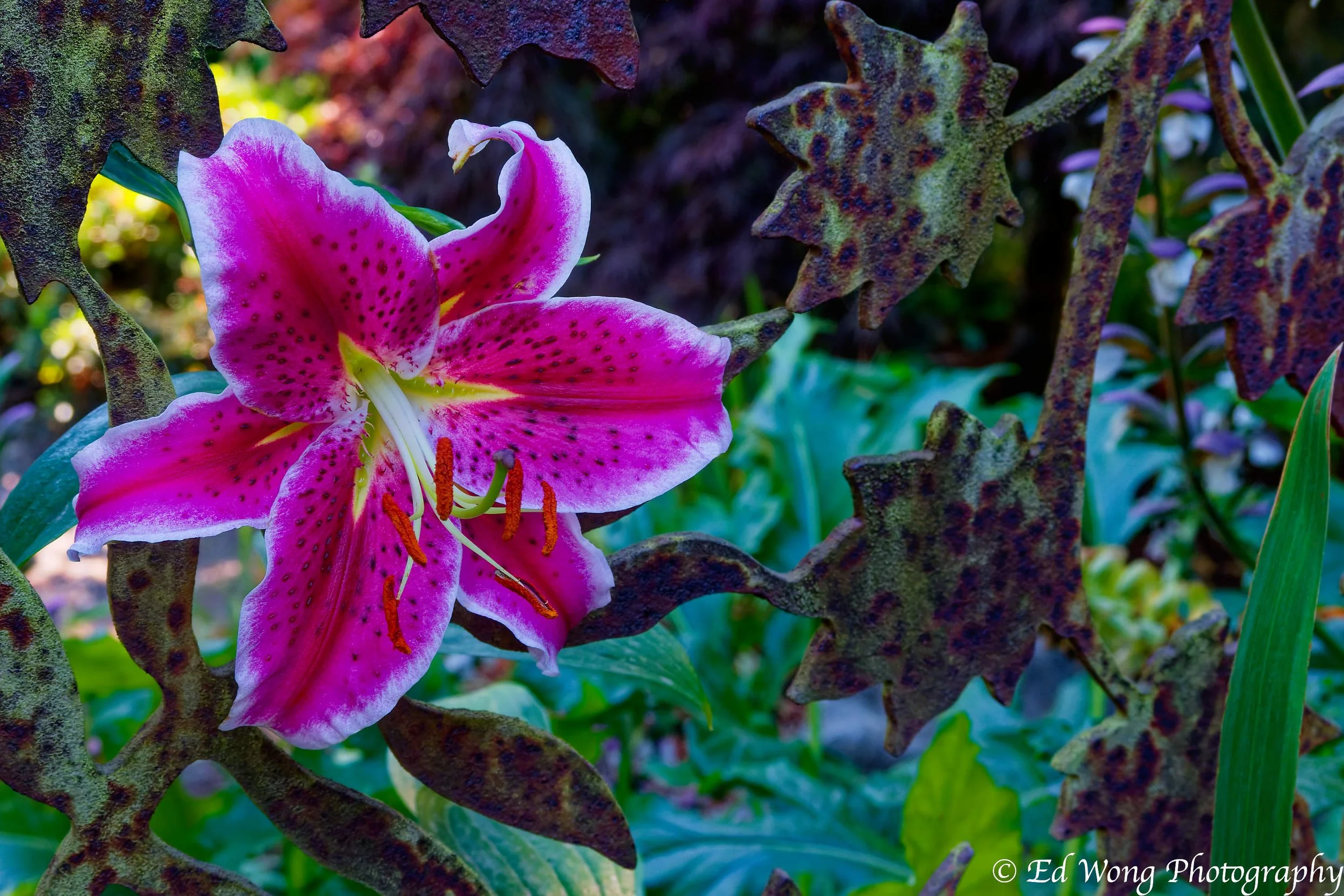 DSC_2162_DxO.jpg