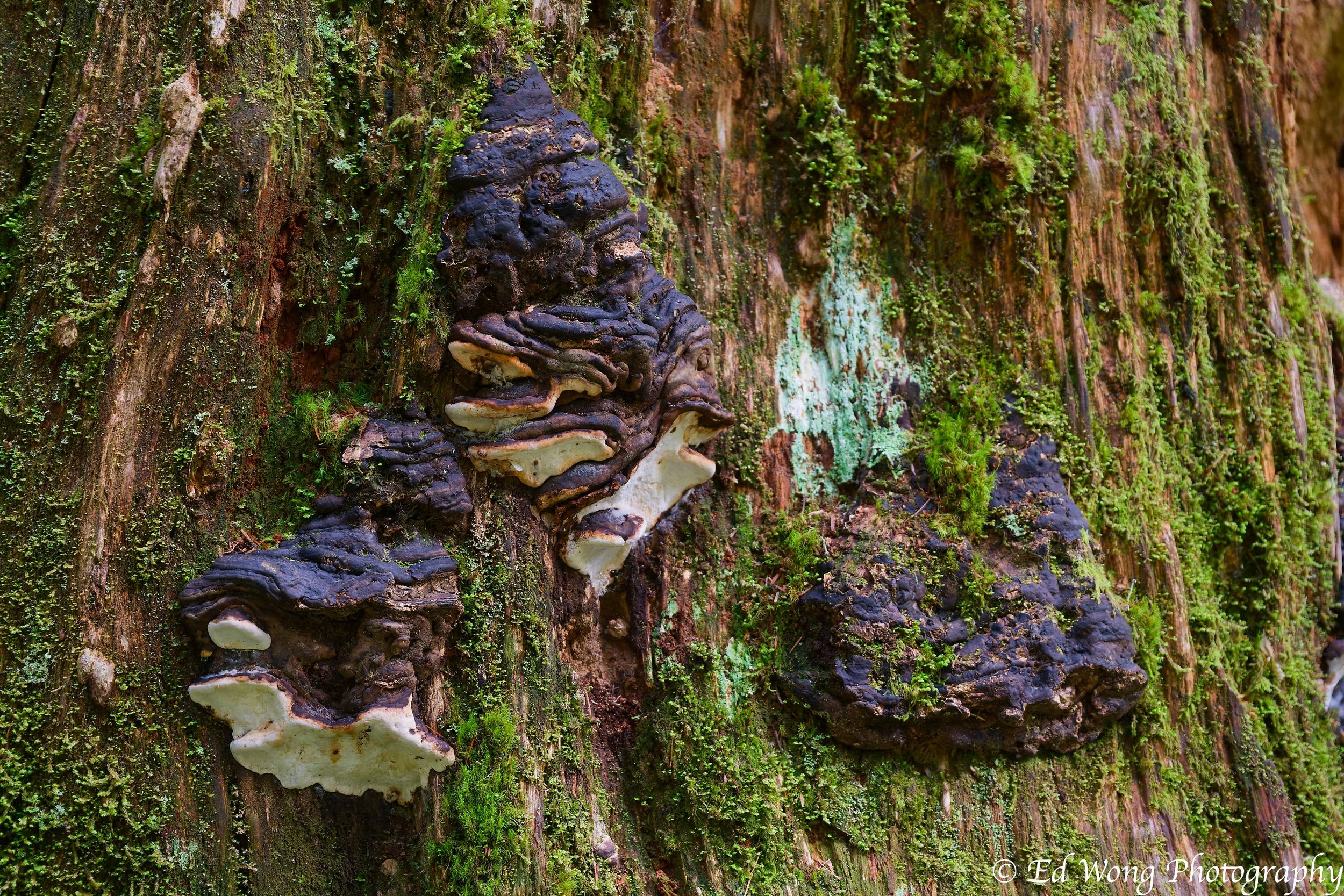 DSC_2385_DxO.jpg