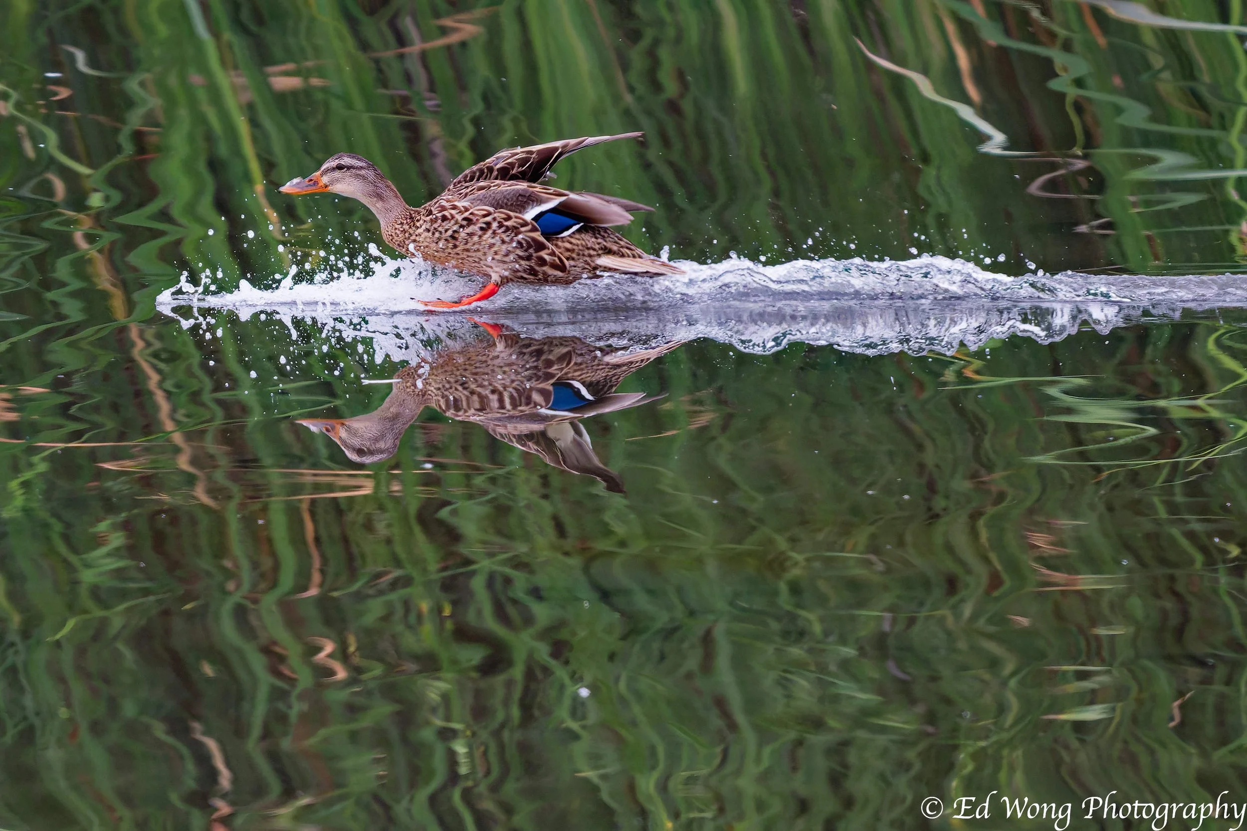 DSC_2315_DxO.jpg