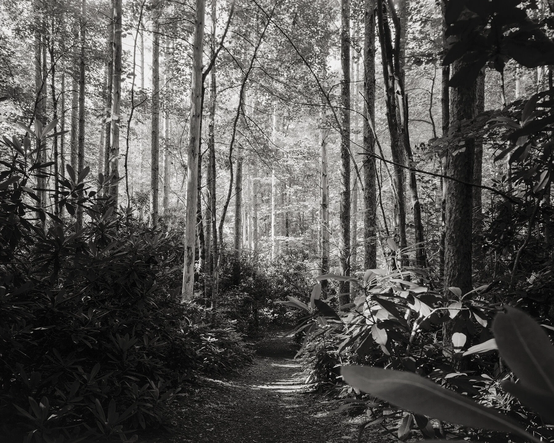 Greatness Above | Massacoe State Forest