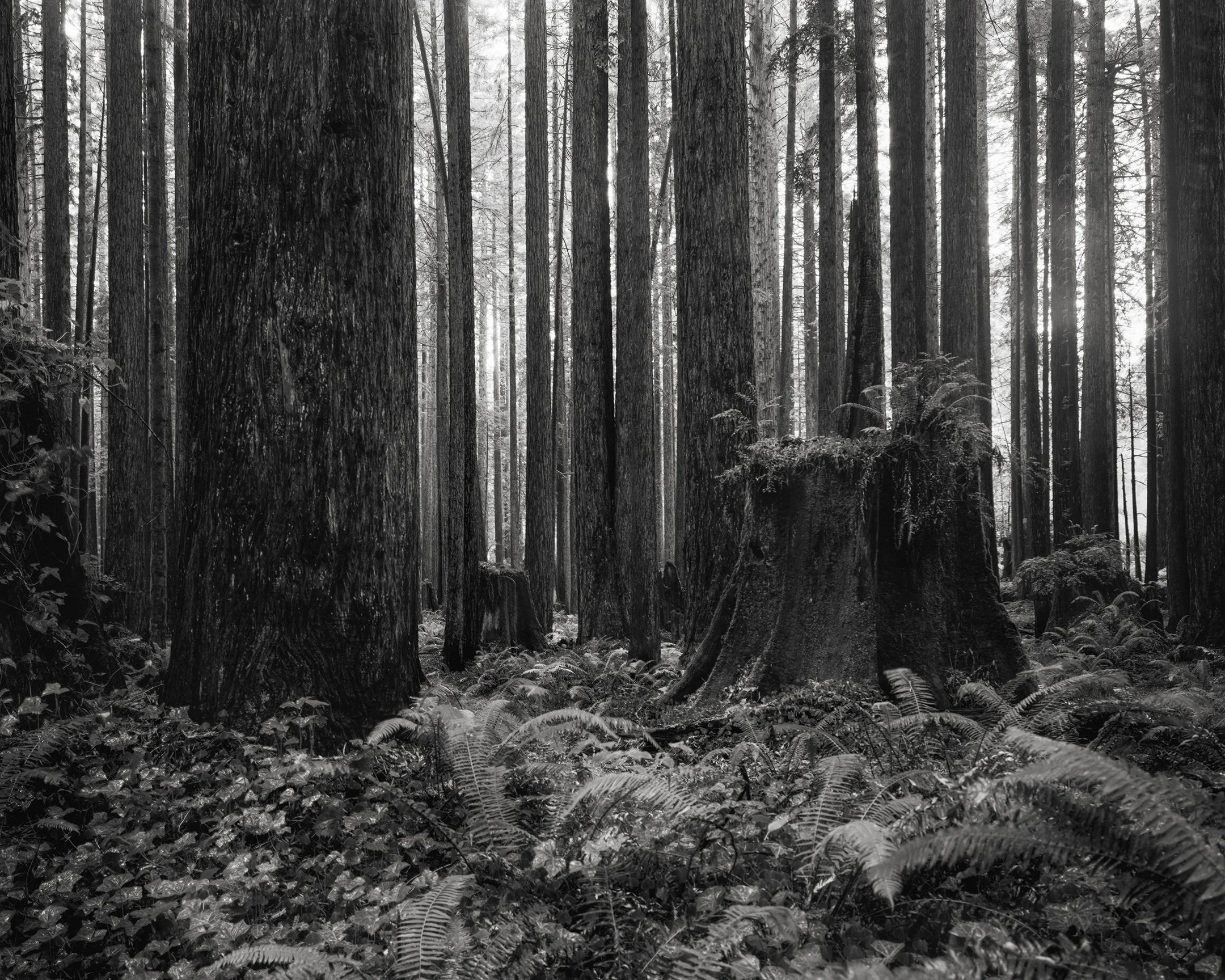 his was taken from a county campground that had I not researched, I would have slept along frontage roads or other pullouts or driven 1.5 hours each way to visit one of the Redwoods National Parks. Research pays off when it rains all day and you can
