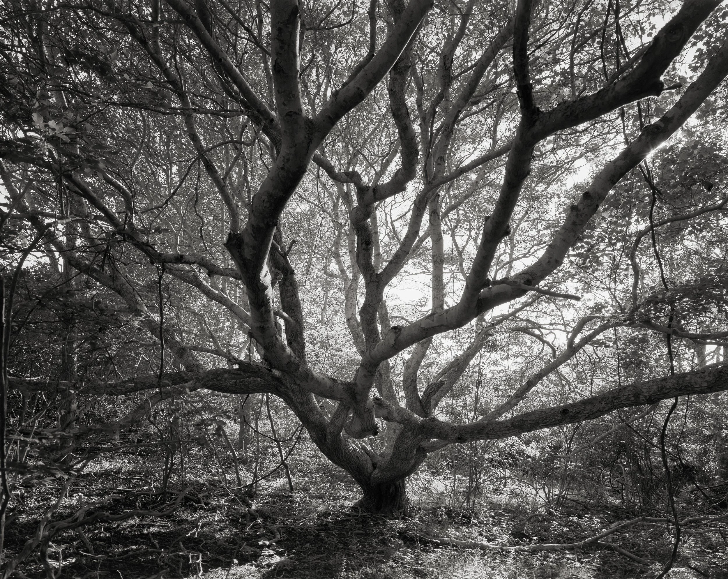 Grandfathers' Council