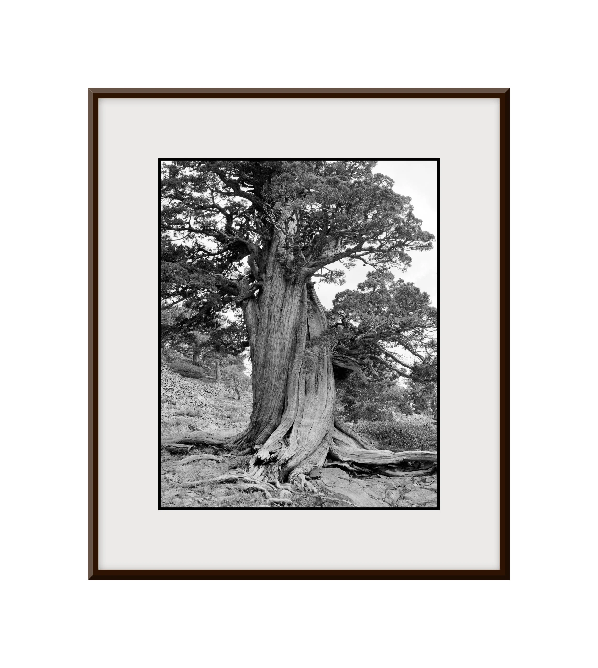 2024-09-07 - Desolation Wilderness, Susie Lake, Ancient Juniper, Portrait of Twisting Juniper - Portrait - 4 Web Final (4x3 Frame Final).jpg