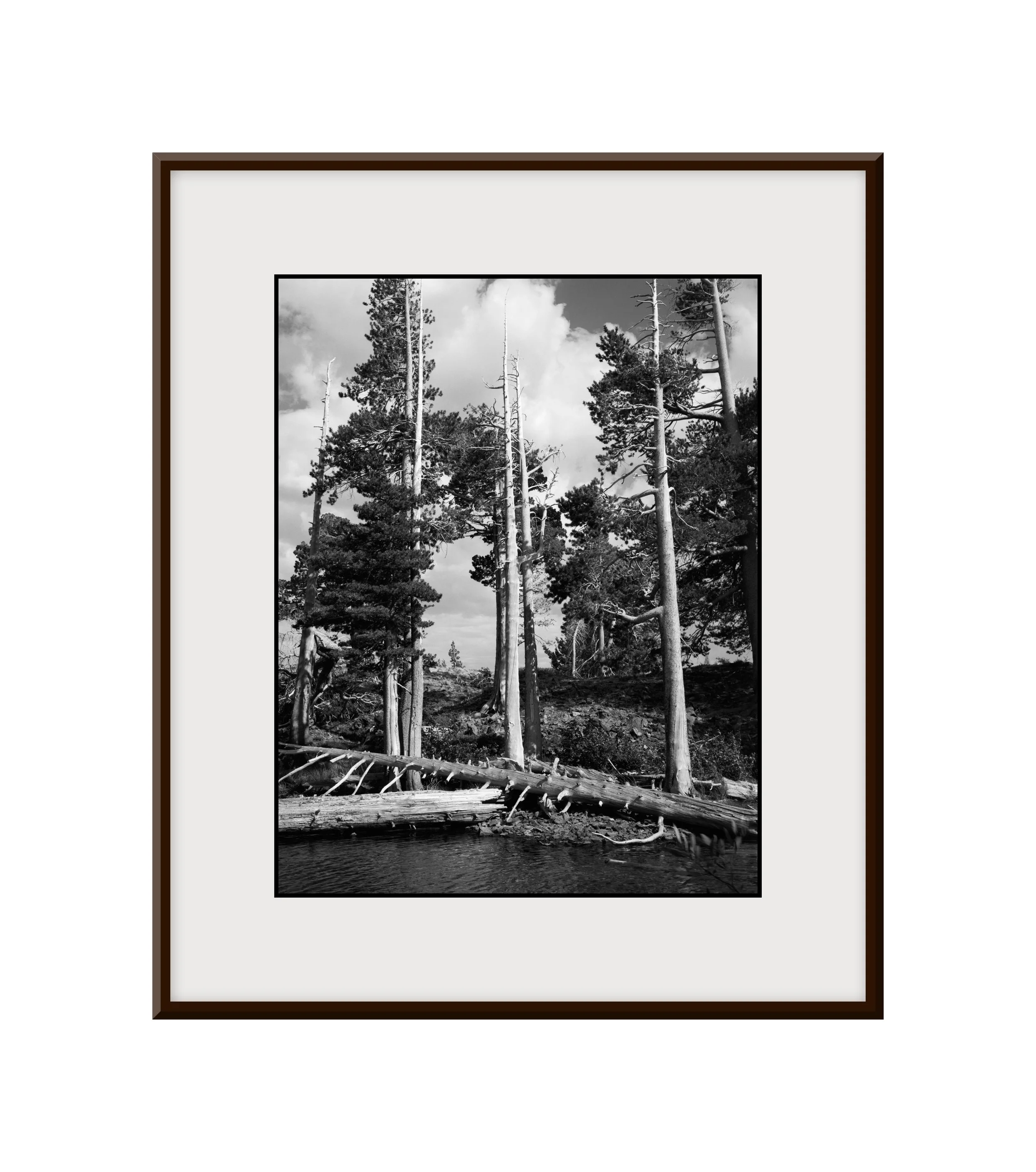 2024-09-07 - Desolation Wilderness, Susie Lake, Tall Bare Pines, Portrait - 4 Web Final (4x3 Frame Final).jpg