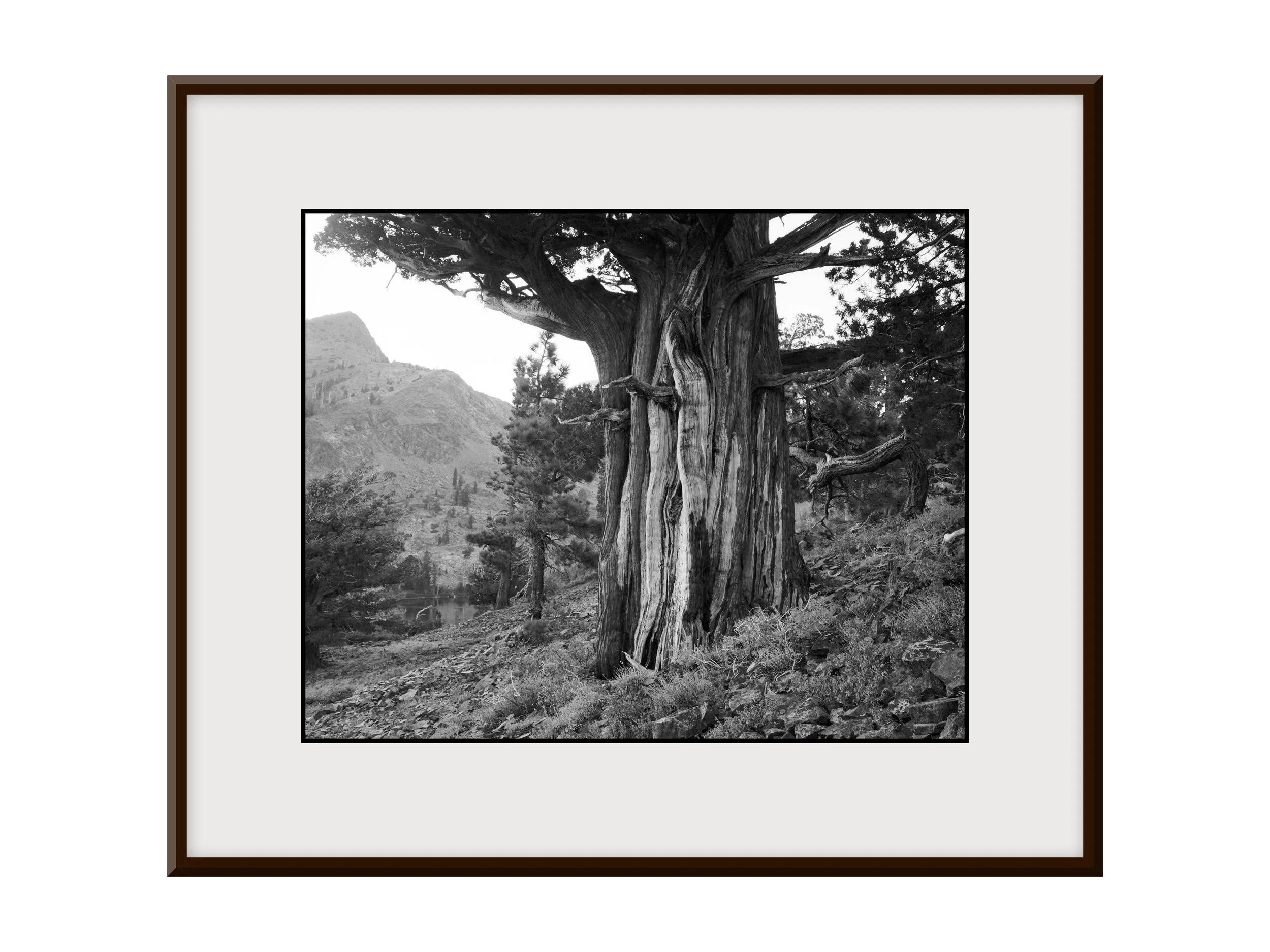 2024-09-07 - Desolation Wilderness, Susie Lake, Ancient Juniper, Grandfather Juniper at Dusk, Landscape - 4 Web Final (4x3 Frame Final).jpg