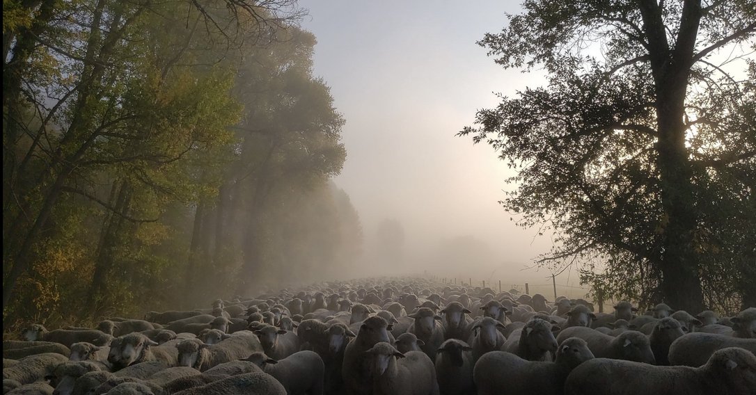   Best of Show from the Wildlife Category Hailey Cobb  