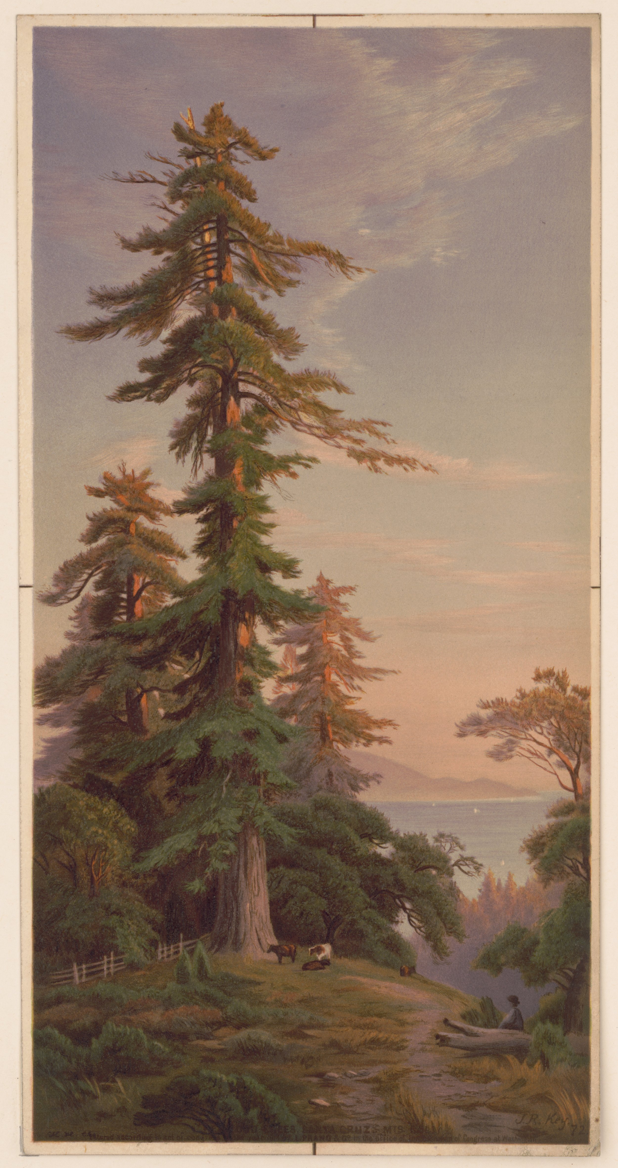  California views. No. 8. Redwood trees, Santa Cruz, circa 1880s 