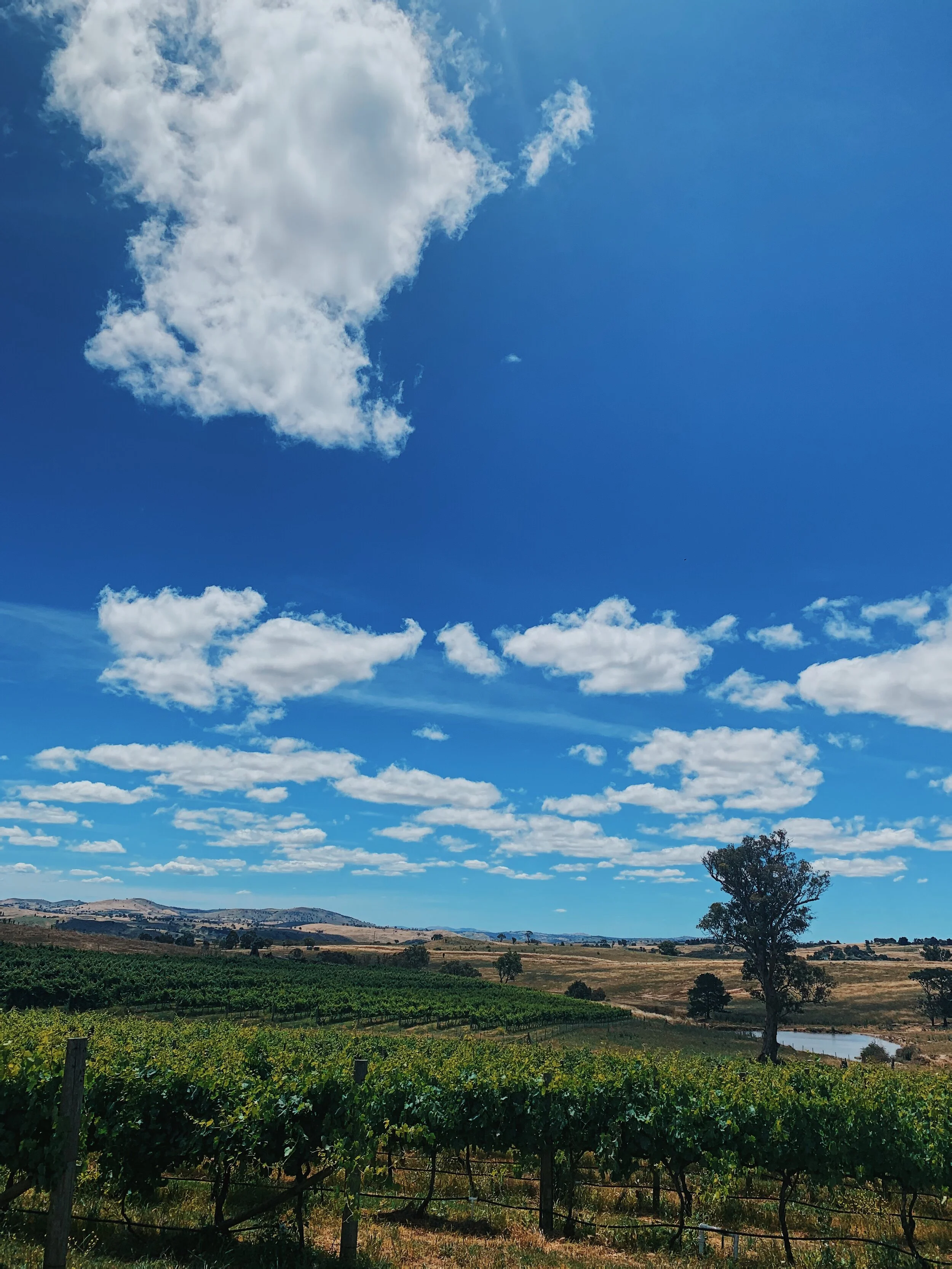 The Pankhurst's vineyards in New South Wales, Australia (visited by the David, Teresa, & Luke this year—Luke just arrived 12 months later than them)