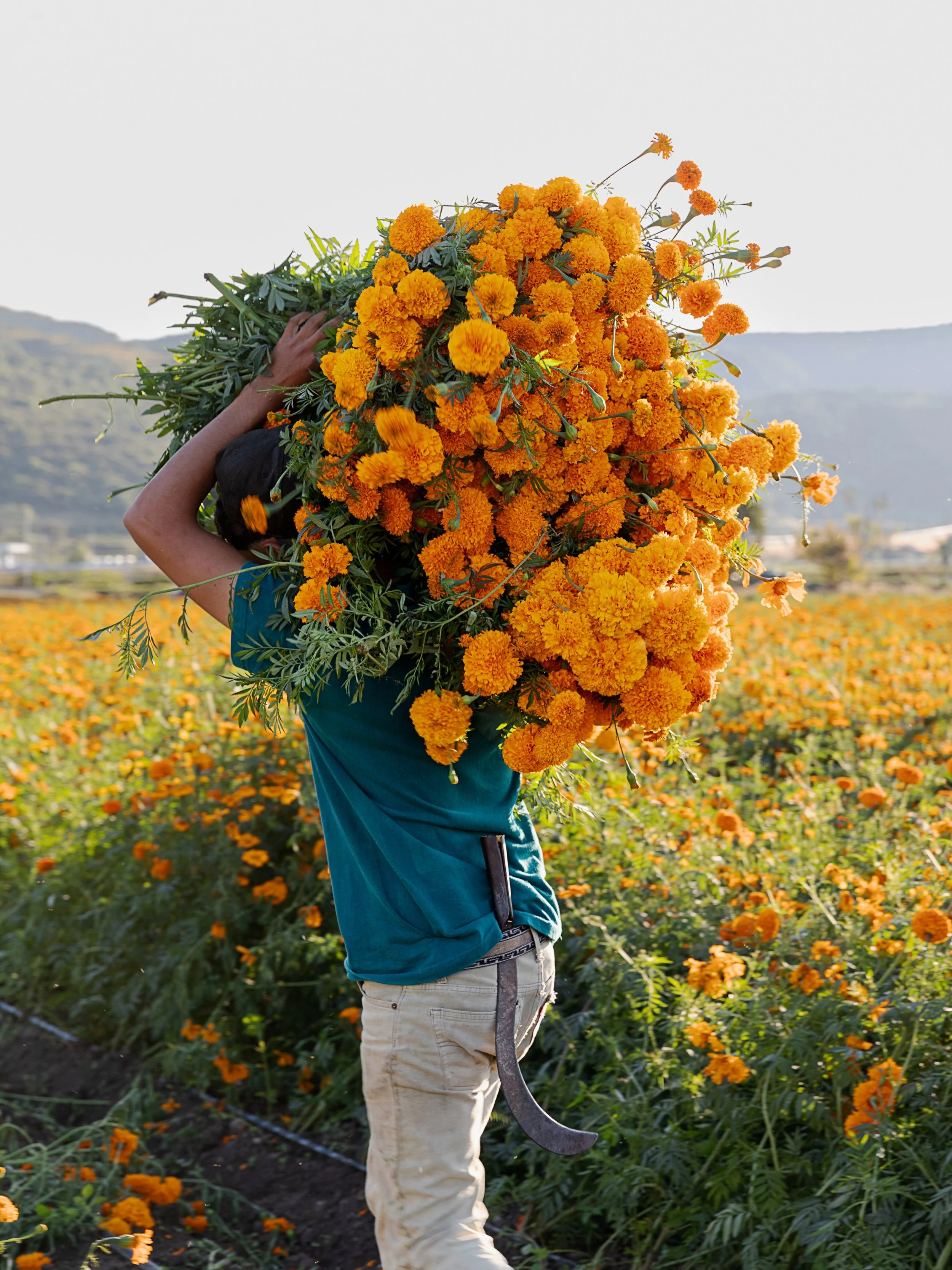 Maybe my favorite photos from my time in Mexico; the marigold fields of Michoac&aacute;n, watching the harvest in preparation for D&iacute;a de Muertos. Once you&rsquo;ve visited the fields and seen the farmers at work, it gives you a new appreciatio