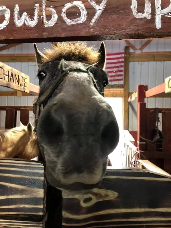 Amazing!!  As a horse owner myself, these guys are the real deal!  Best in the area hands down. -A.B.