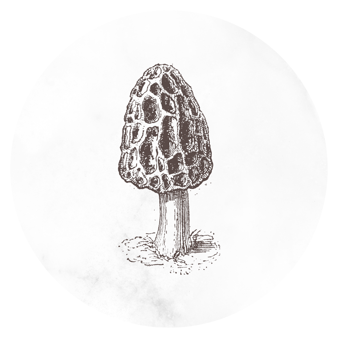 graphic of morel mushroom for instagram story highlight cover designer for service-based business art de cuisine in portland oregon