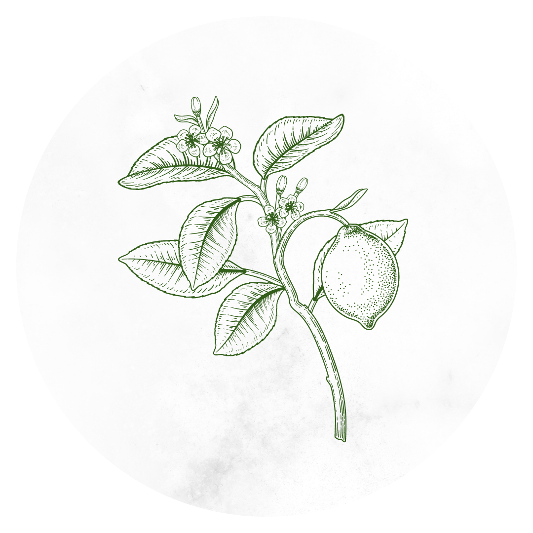 instagram story highlight cover design of drawing of a lemon tree branch for service-based business art de cuisine in portland oregon