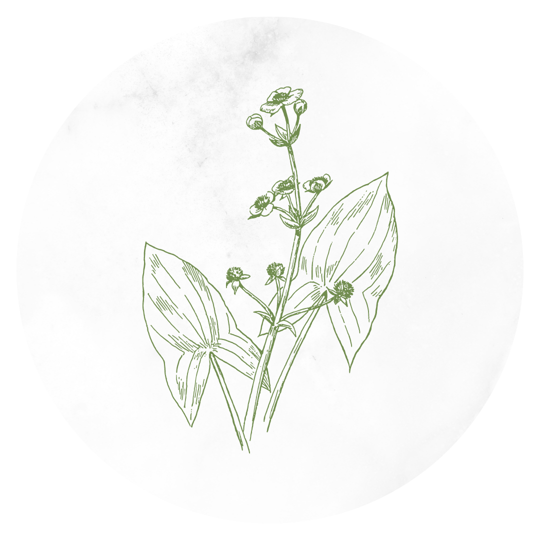 graphic of an edible plant for an instagram story highlight cover designer for service-based business art de cuisine in portland oregon