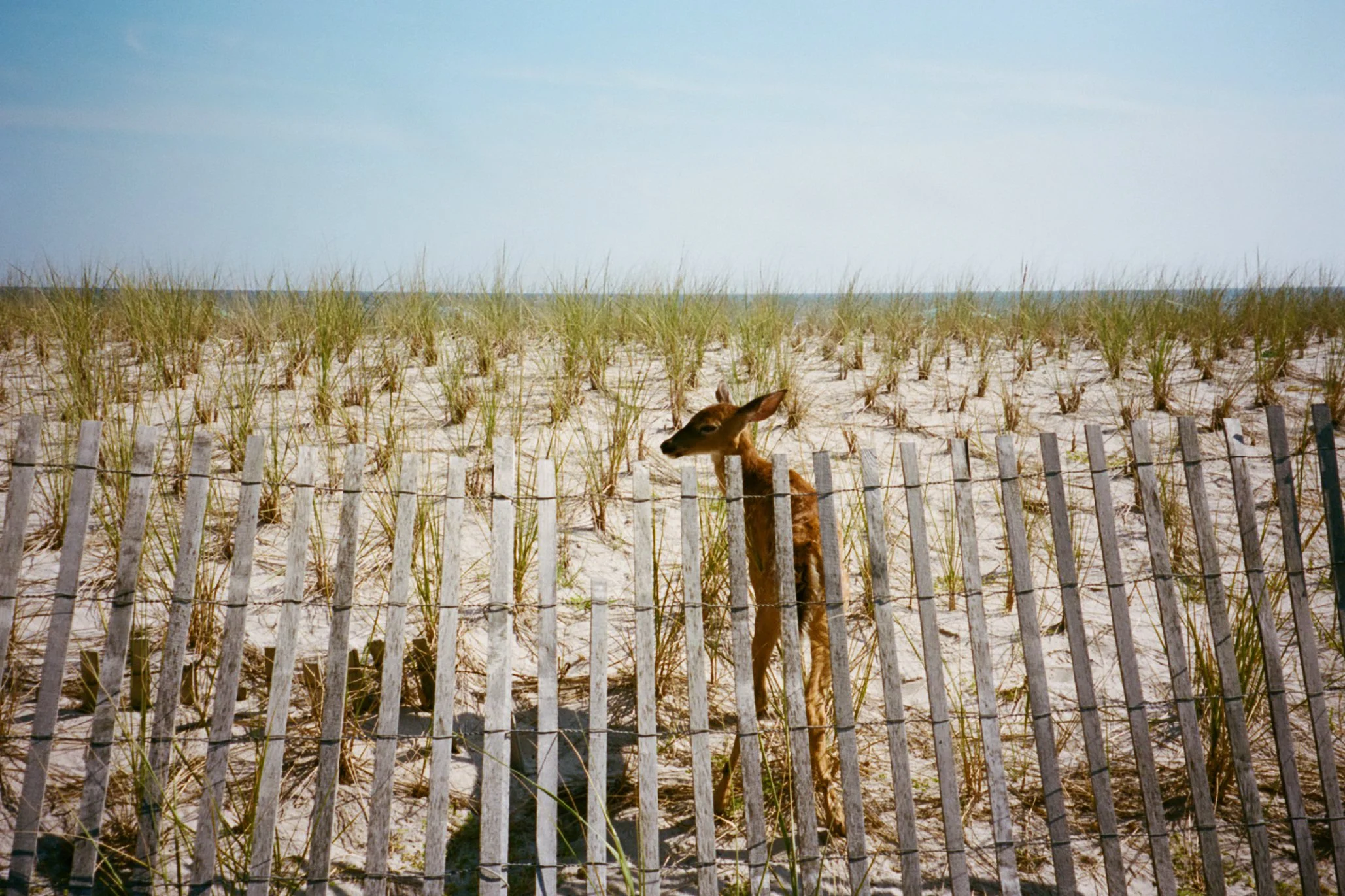 fireisland-film-18.jpg