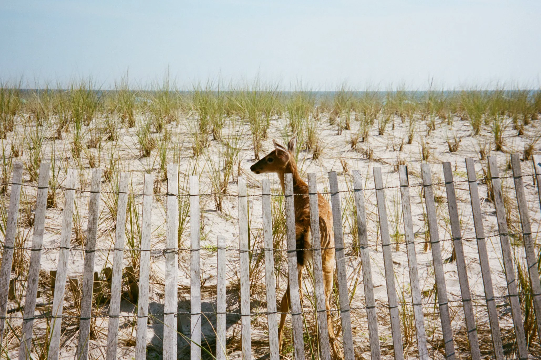 fireisland-film-17.jpg