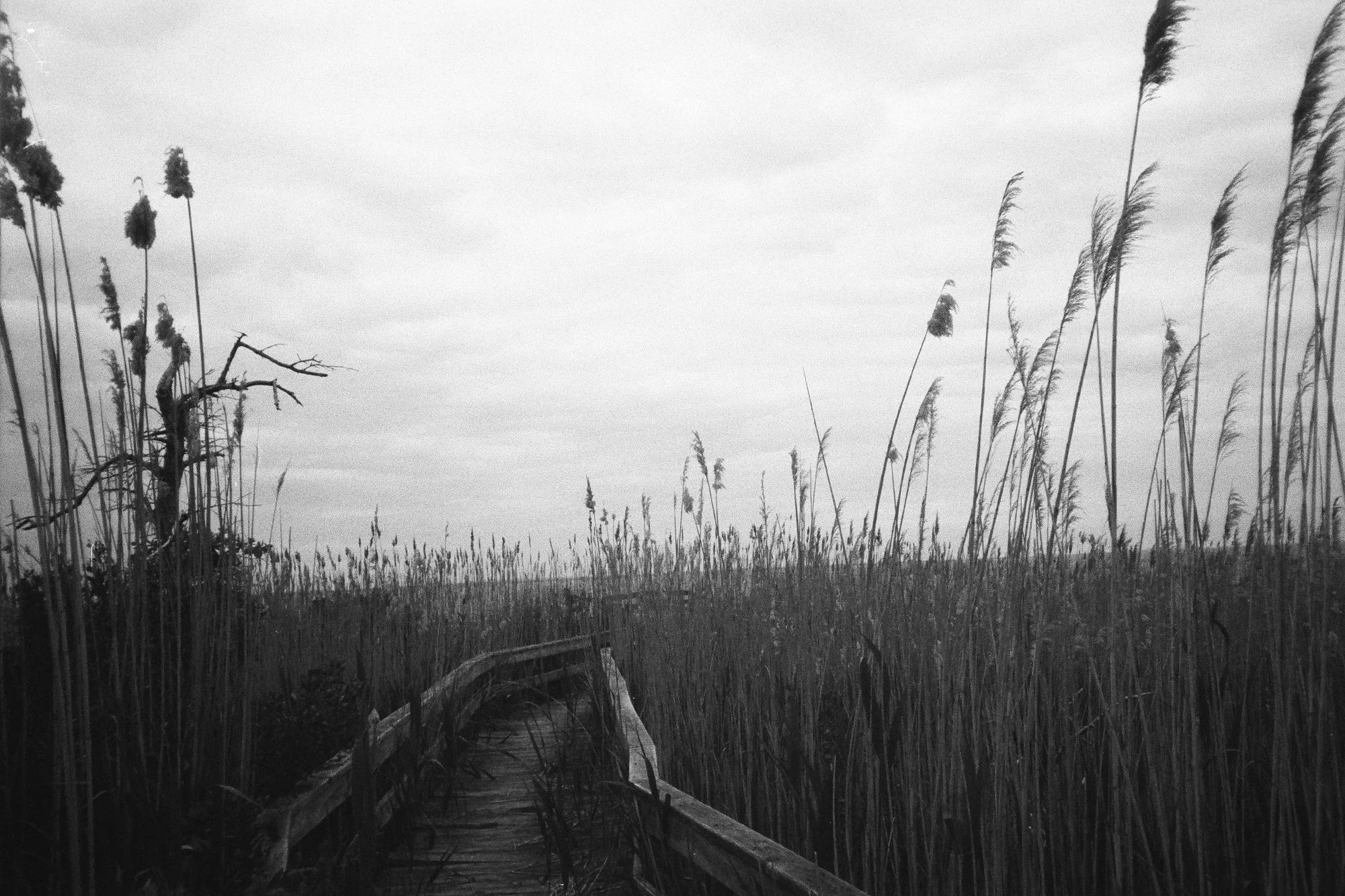 june-bw-100.jpg