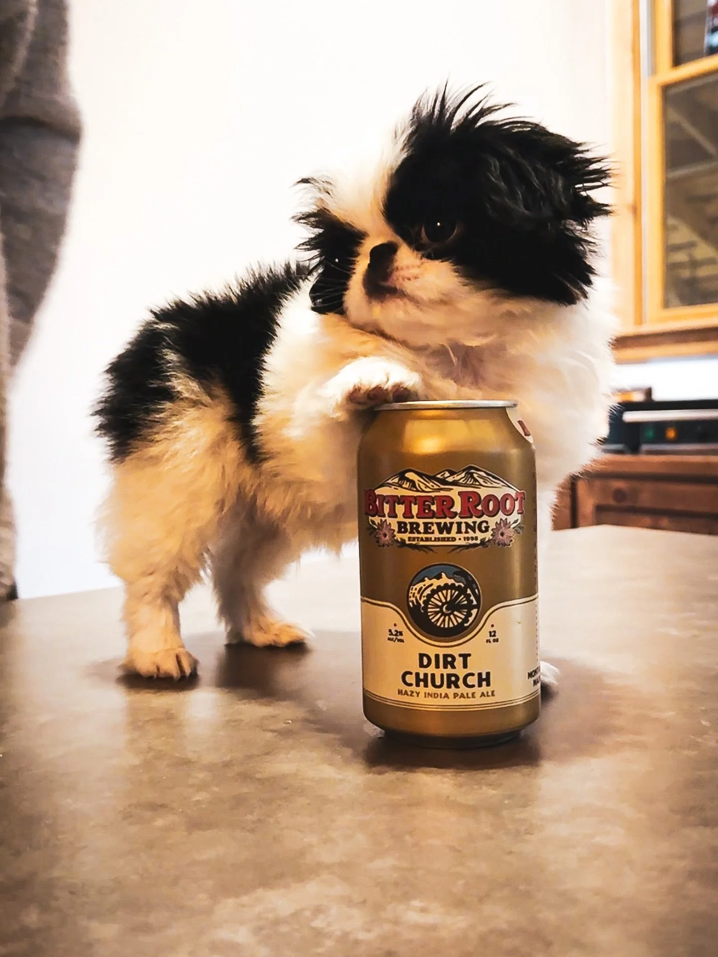 Since it&rsquo;s not snowing and we can&rsquo;t get any good ski or snowboard content&hellip; here&rsquo;s an adorable puppy named Rocky that&rsquo;s the size of a beer can. 
.
.
.
#pupper #cansized #hamtownsfinest #dirtchurch #lastbestbrew