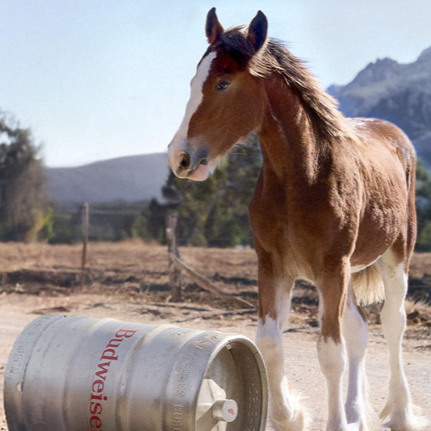 $8m for 30 seconds: Advertisers snap up Super Bowl LX spots