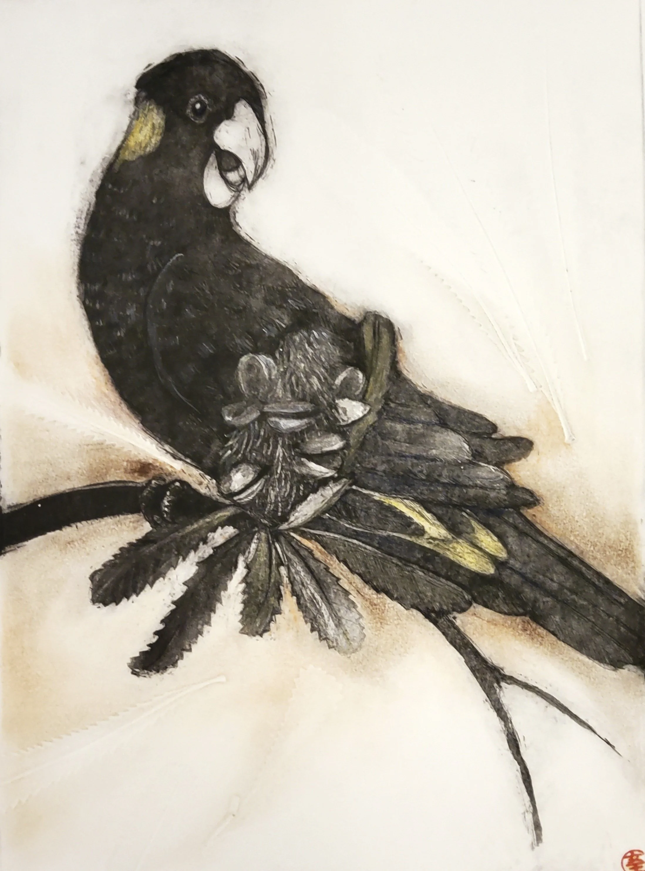 15. Yellow Tailed Black Cockatoo | 550mm x 420mm
