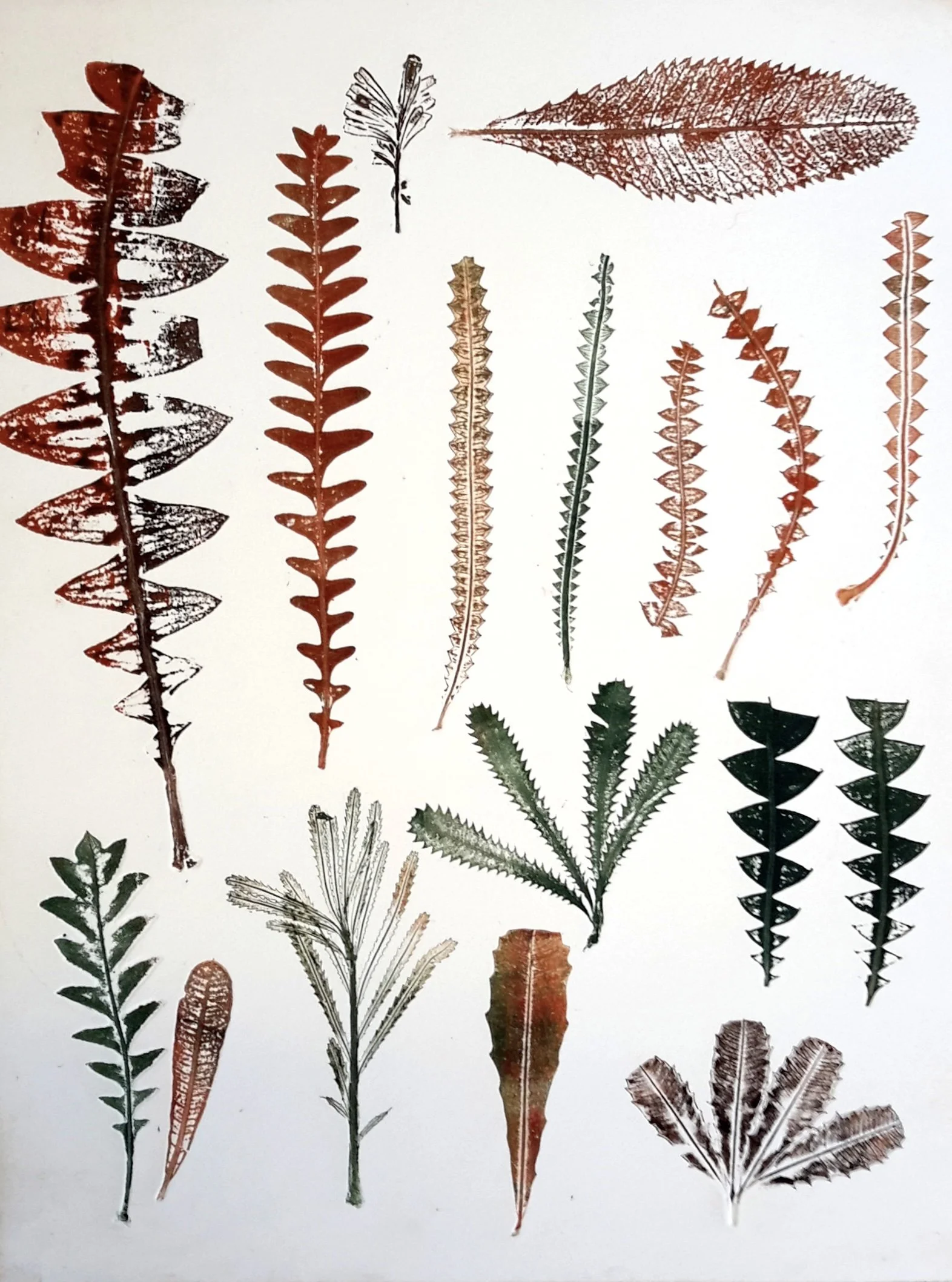 10. Banksia Leaf Collection | 600mm x 500mm