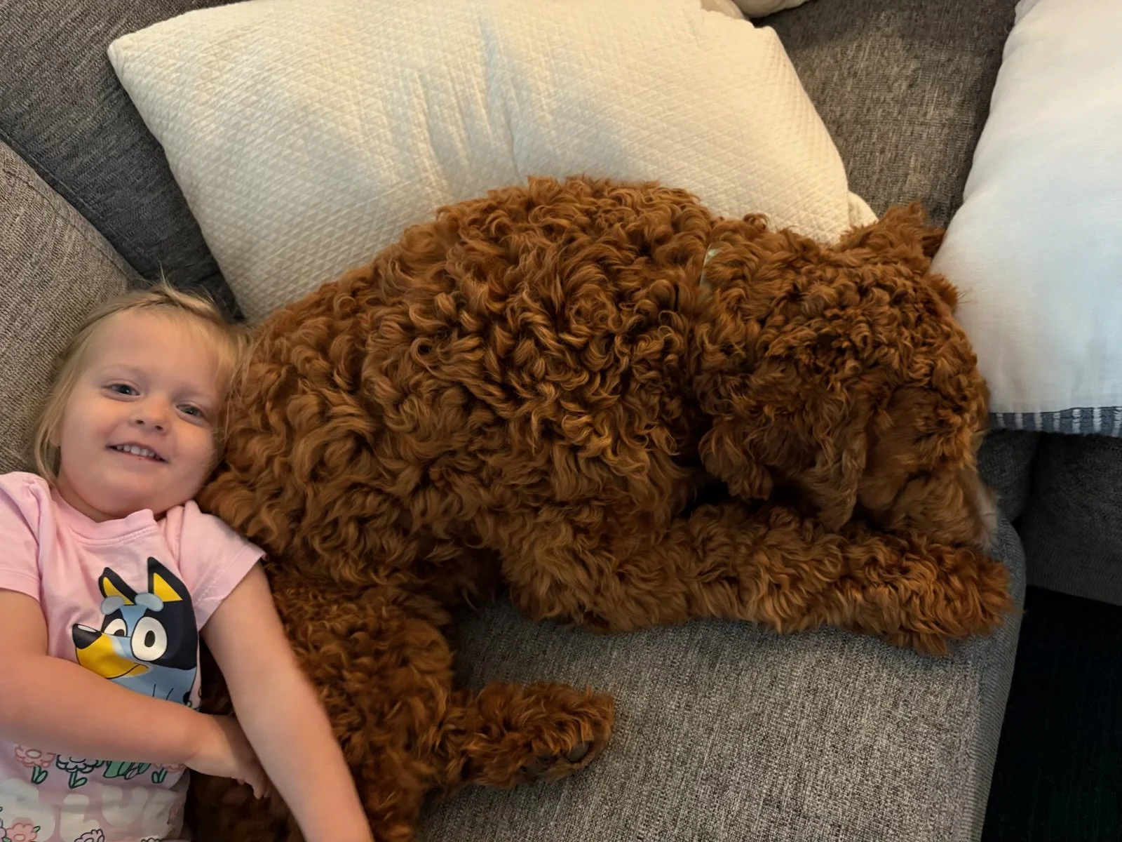 A young girl smiling next to a large, curly-haired brown dog lying on a sofa with pillows.