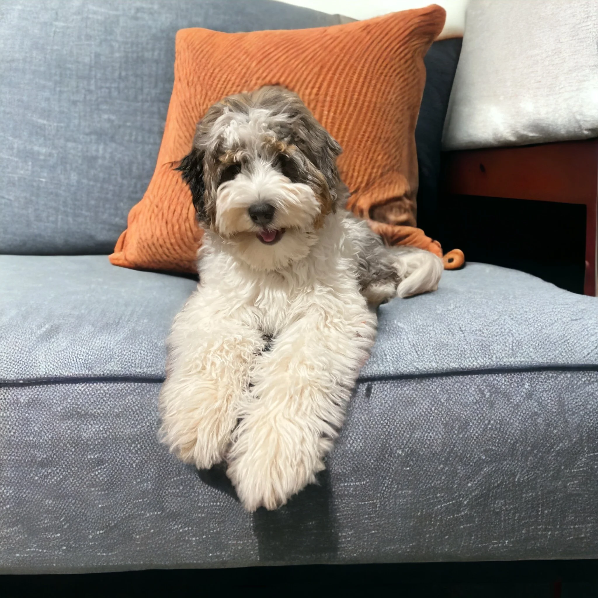 A small, fluffy dog with curly fur, primarily white with gray and black patches, sitting on a light blue couch in front of an orange textured pillow.