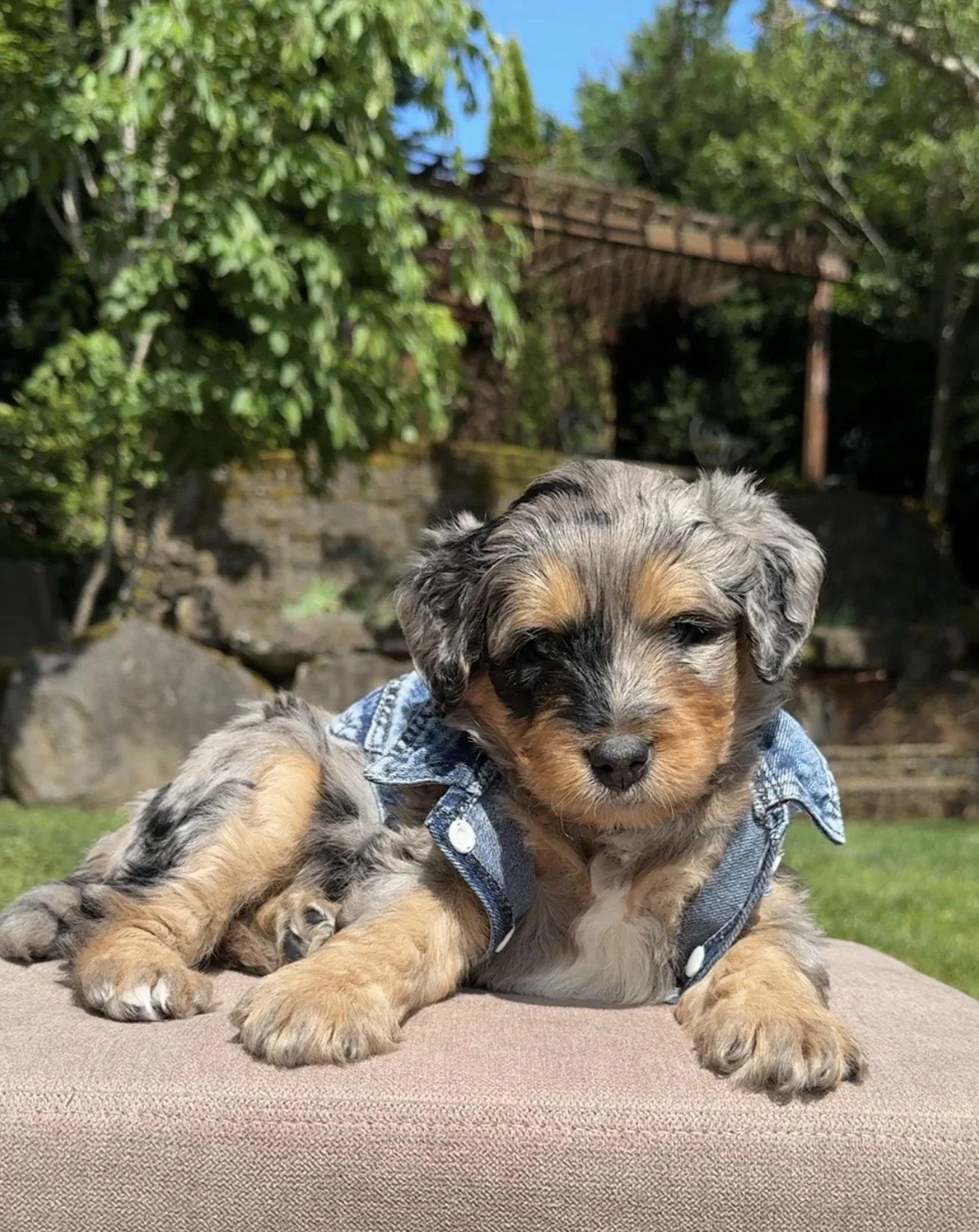 Golden Mountain Doodles