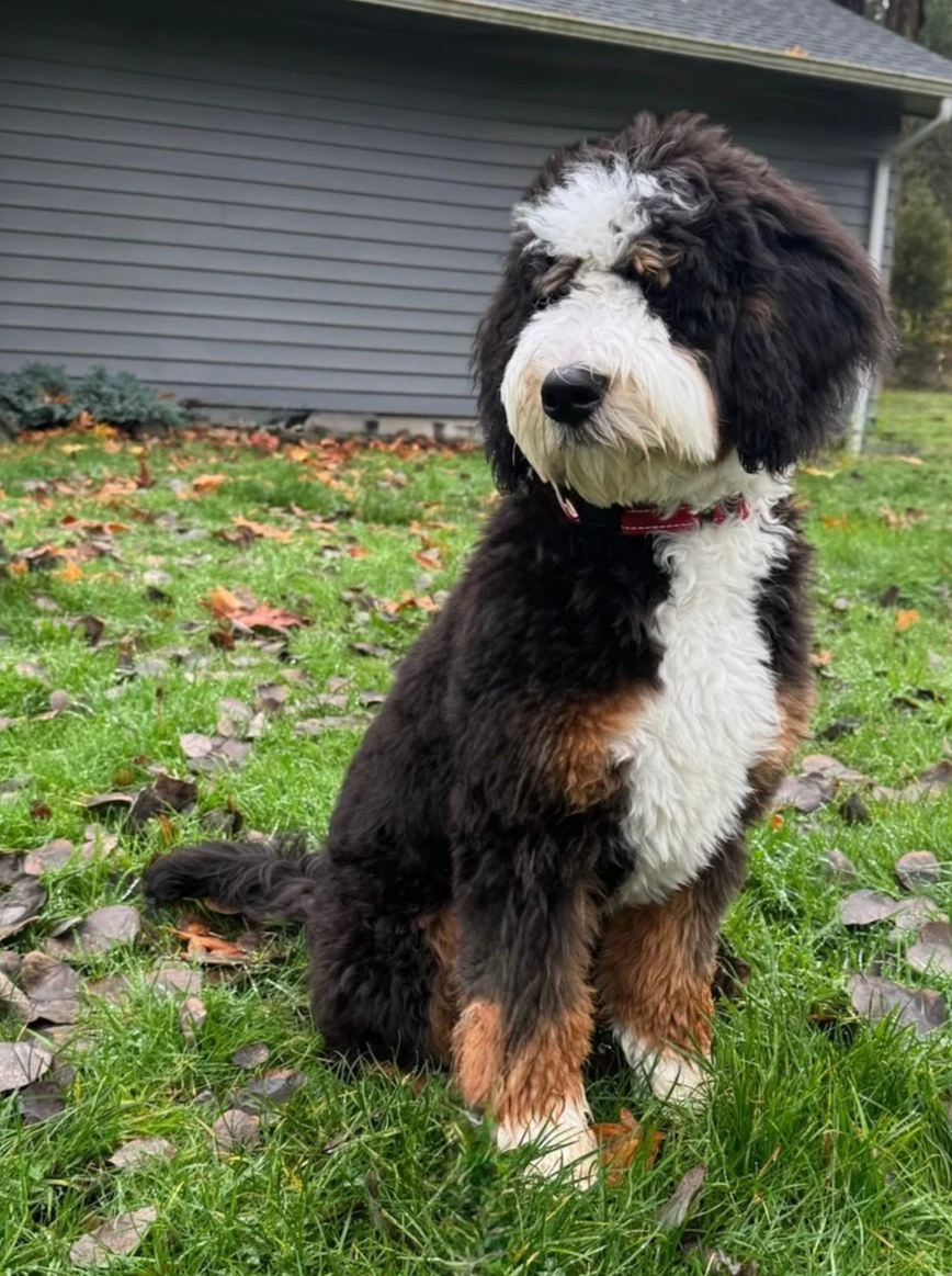 A fluffy black, white, and brown dog sitting on green grass with fallen leaves, in front of a gray house with horizontal siding.