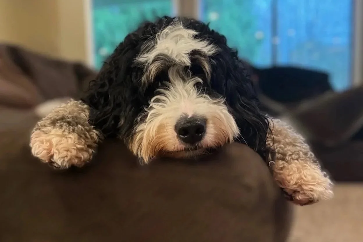 Close-up of a black, white, and tan Labradoodle puppy resting its head and paws on a brown couch armrest, looking at the camera with a calm expression.