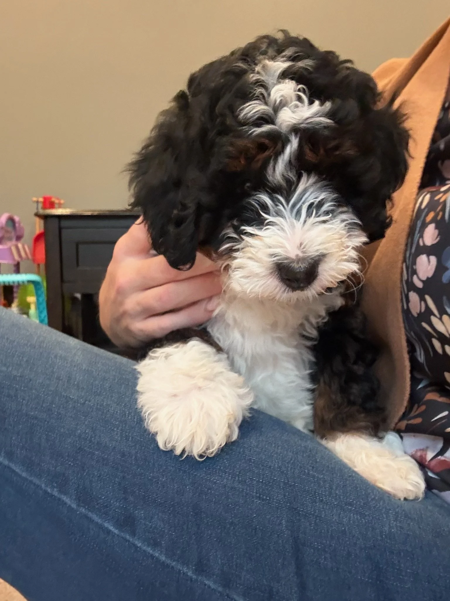 Close-up of a black and white puppy with a curly coat being held in someone's hand.