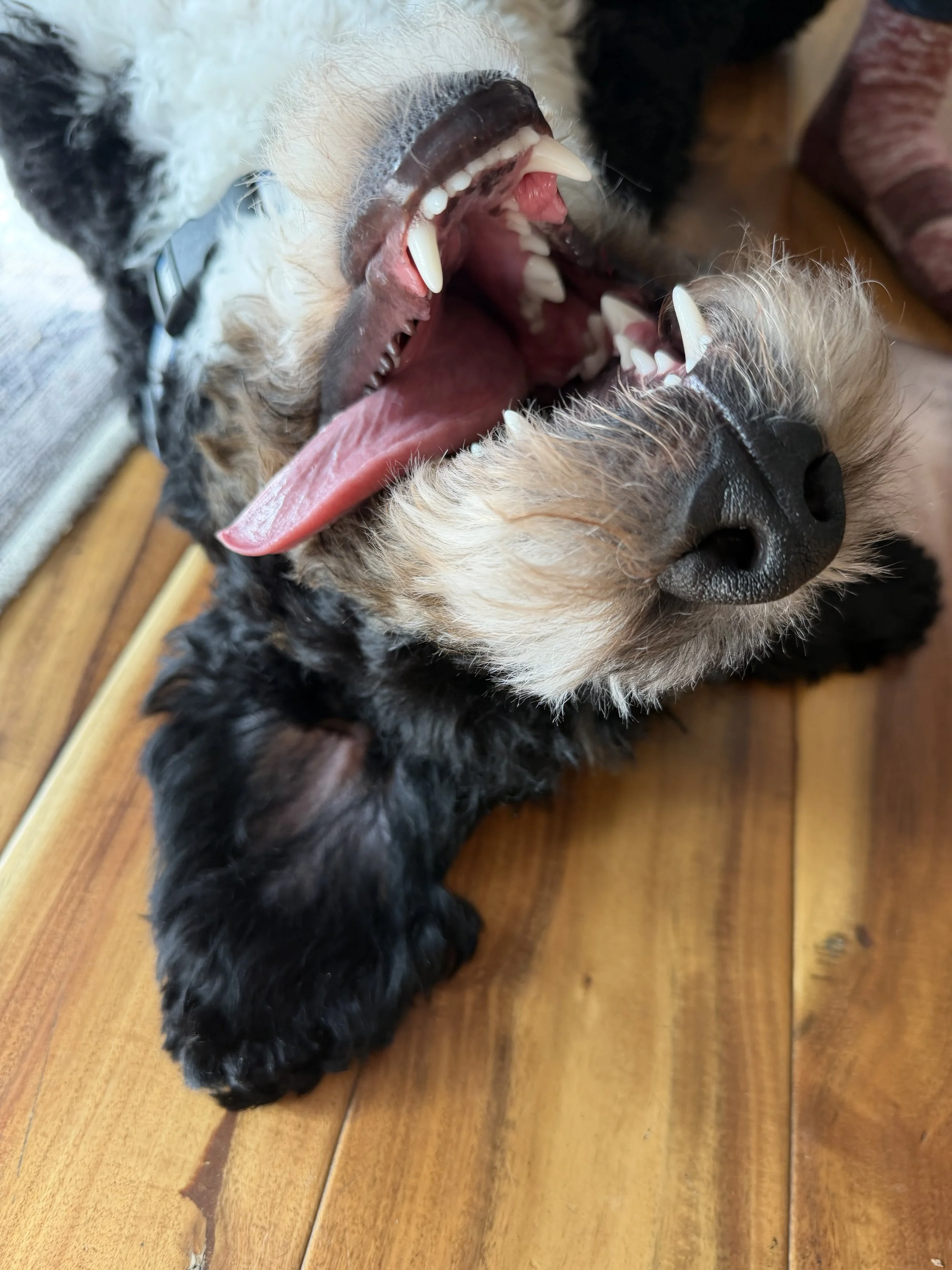A dog lying on its back with its mouth wide open, showing teeth and tongue, on a wooden floor.