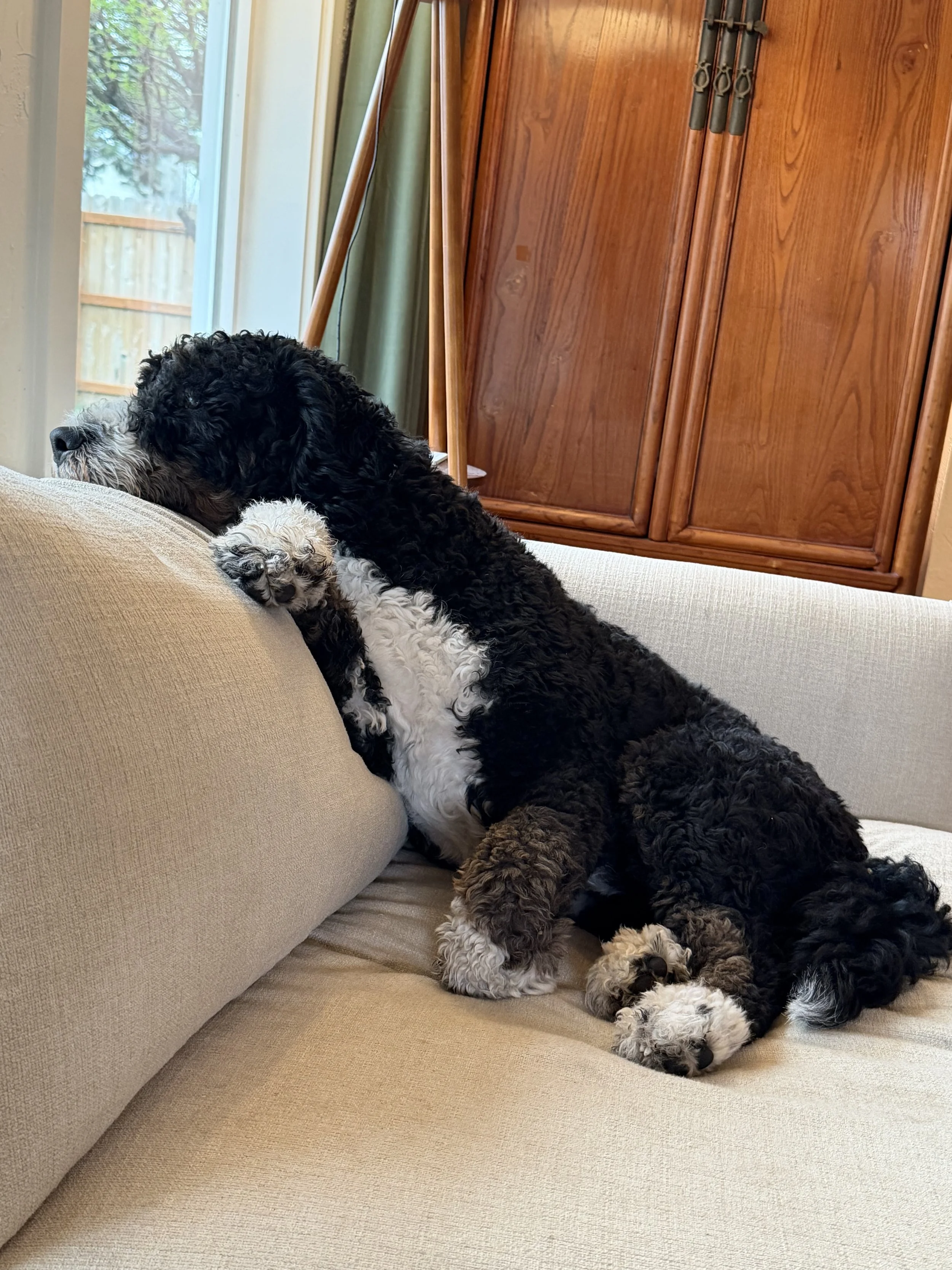 A black and white curly-coated dog lying on a beige couch with its head resting on the cushion, near a window with a wooden cabinet in the background.