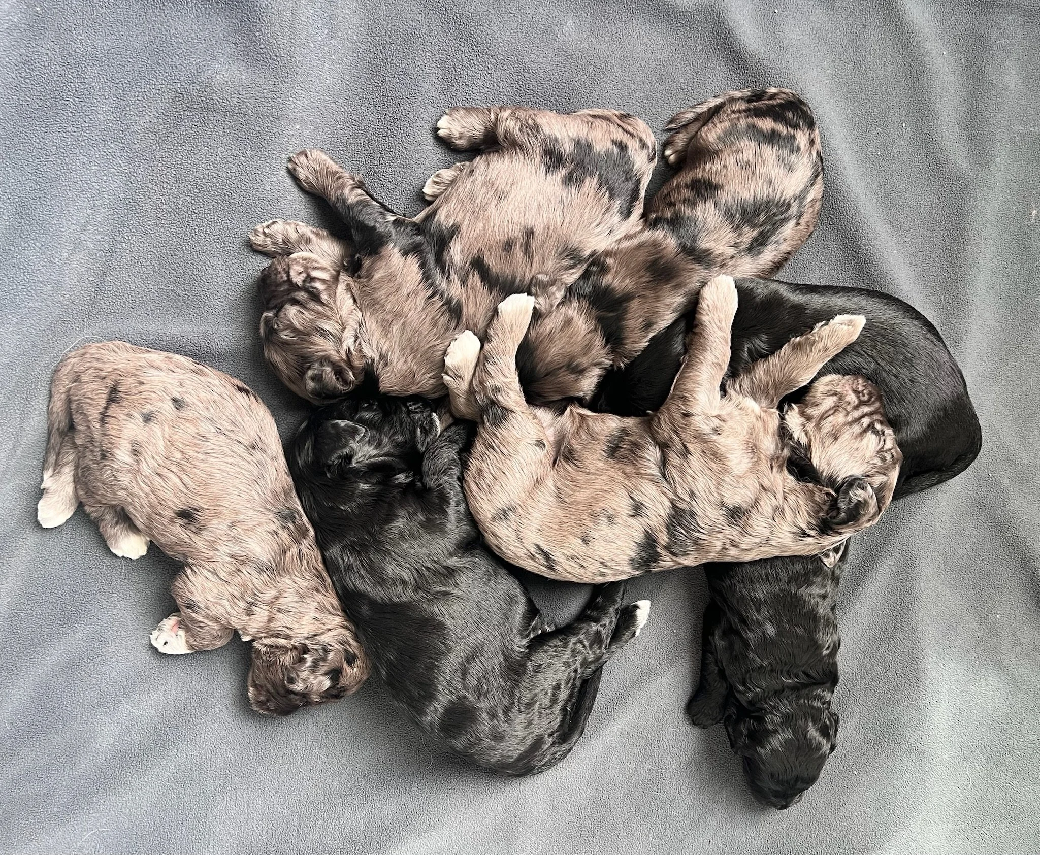 Golden Mountain Doodles