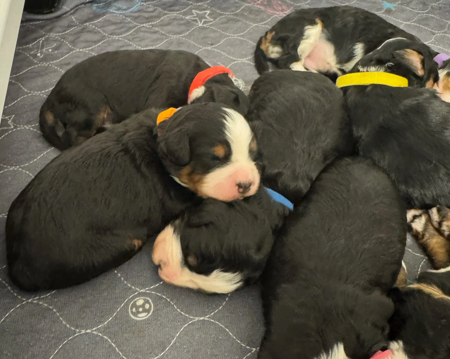 Mini Bernedoodle