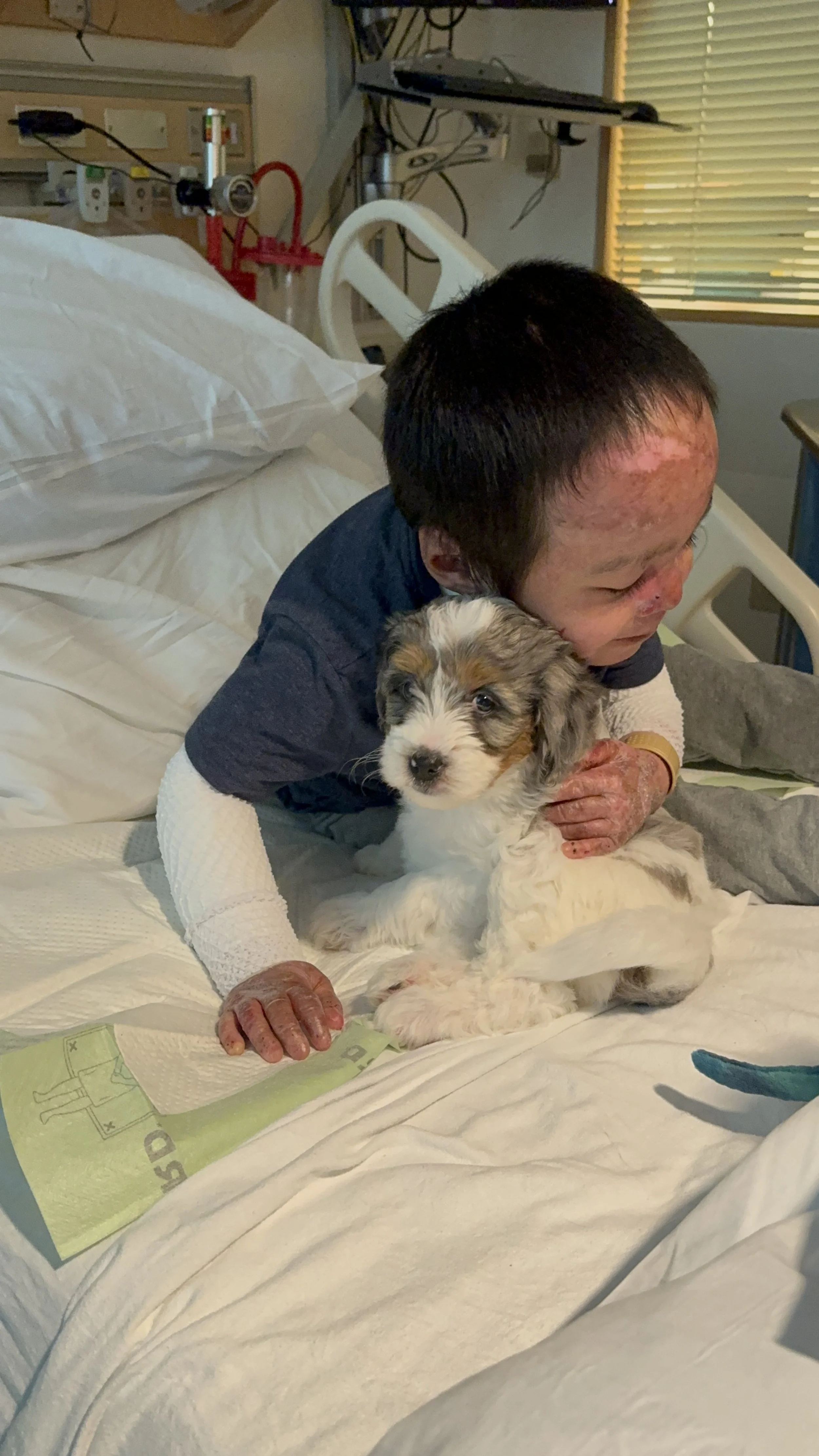 Puppy Love Project — Sandy Creek Bernedoodles