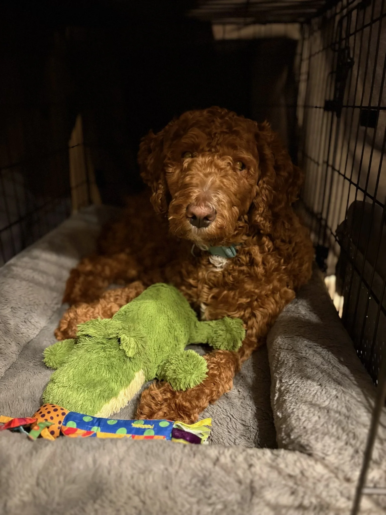 A brown curly-haired dog lying inside a metal crate on a gray blanket, with a green plush toy in front of it and other toys nearby.