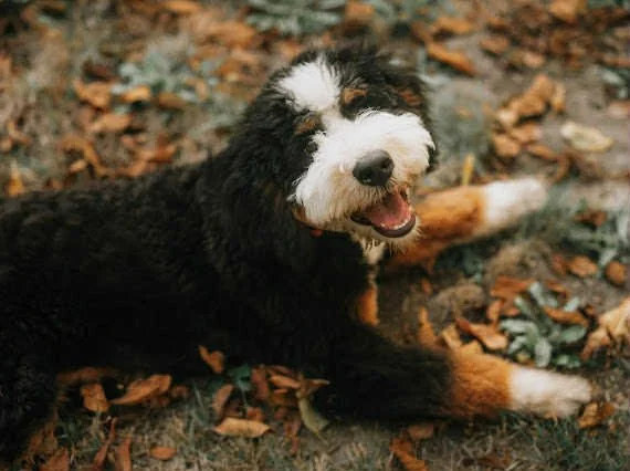 A happy black, white, and brown Bernese Mountain Dog lying on the ground among fallen leaves.