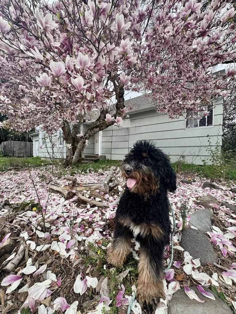 A black and tan dog sitting in front of a blooming pink magnolia tree with fallen petals on the ground and a house in the background.