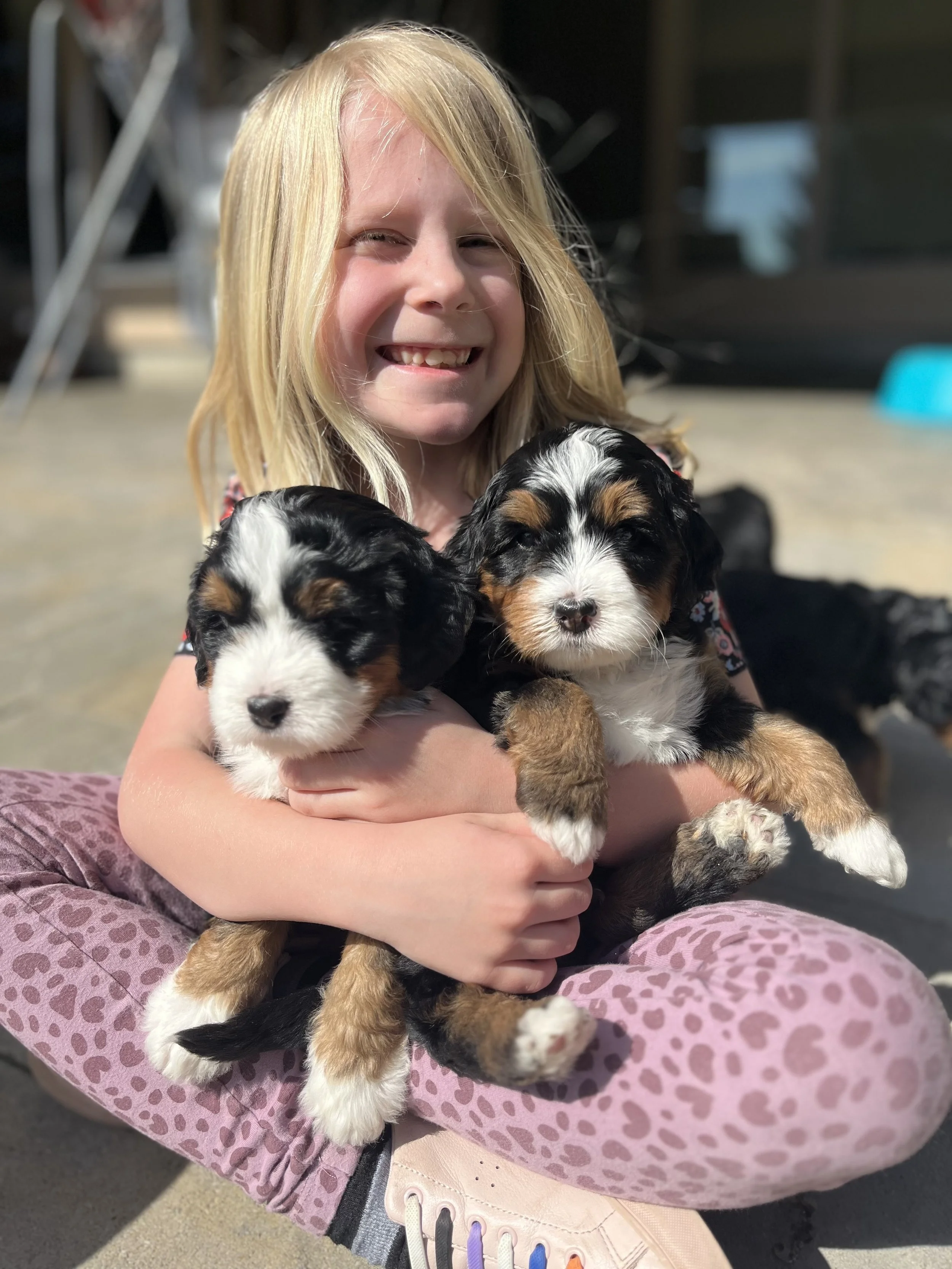 Pricing Sandy Creek Bernedoodles Pricing sandy creek bernedoodles