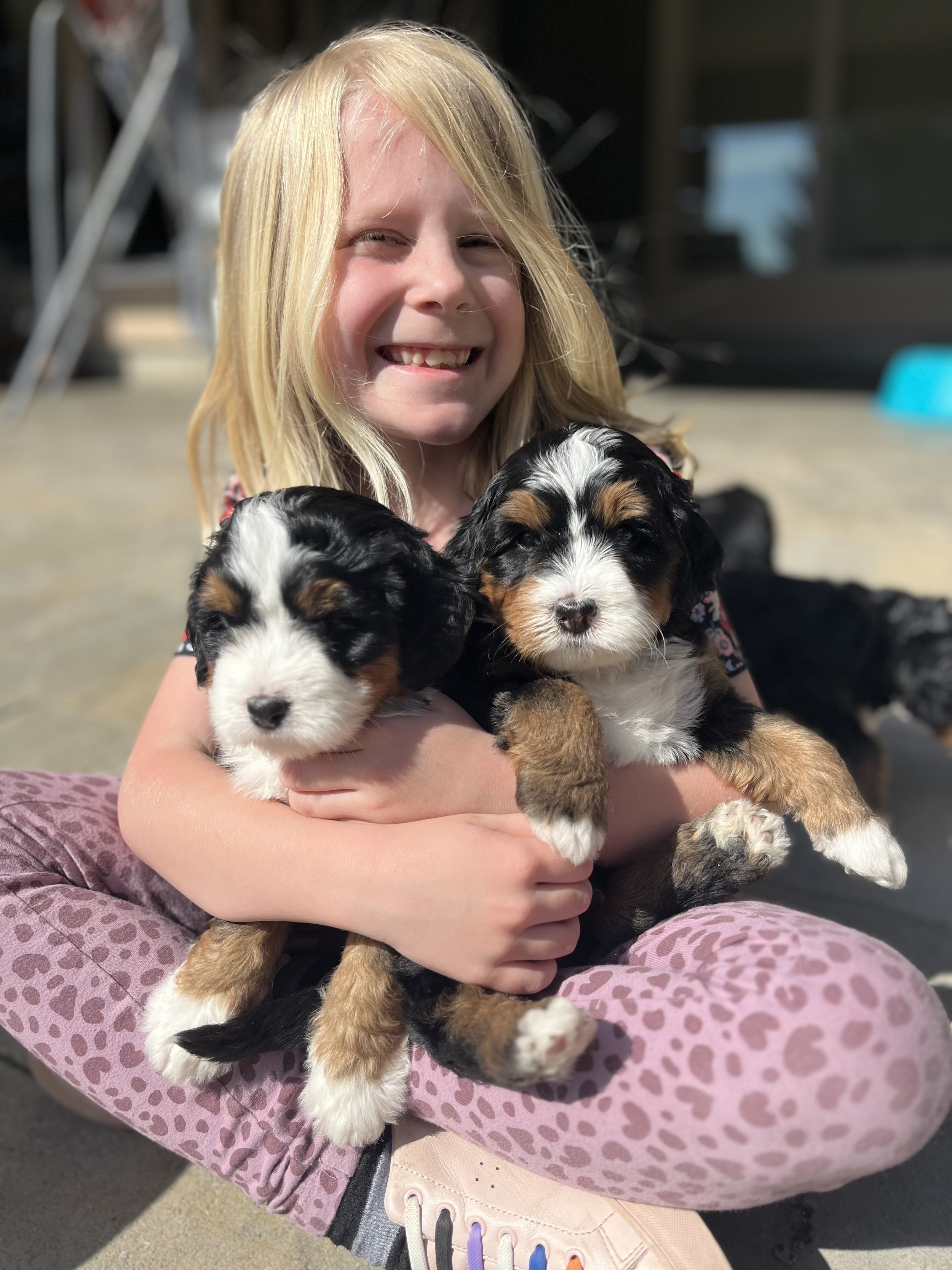 Pricing sandy creek bernedoodles