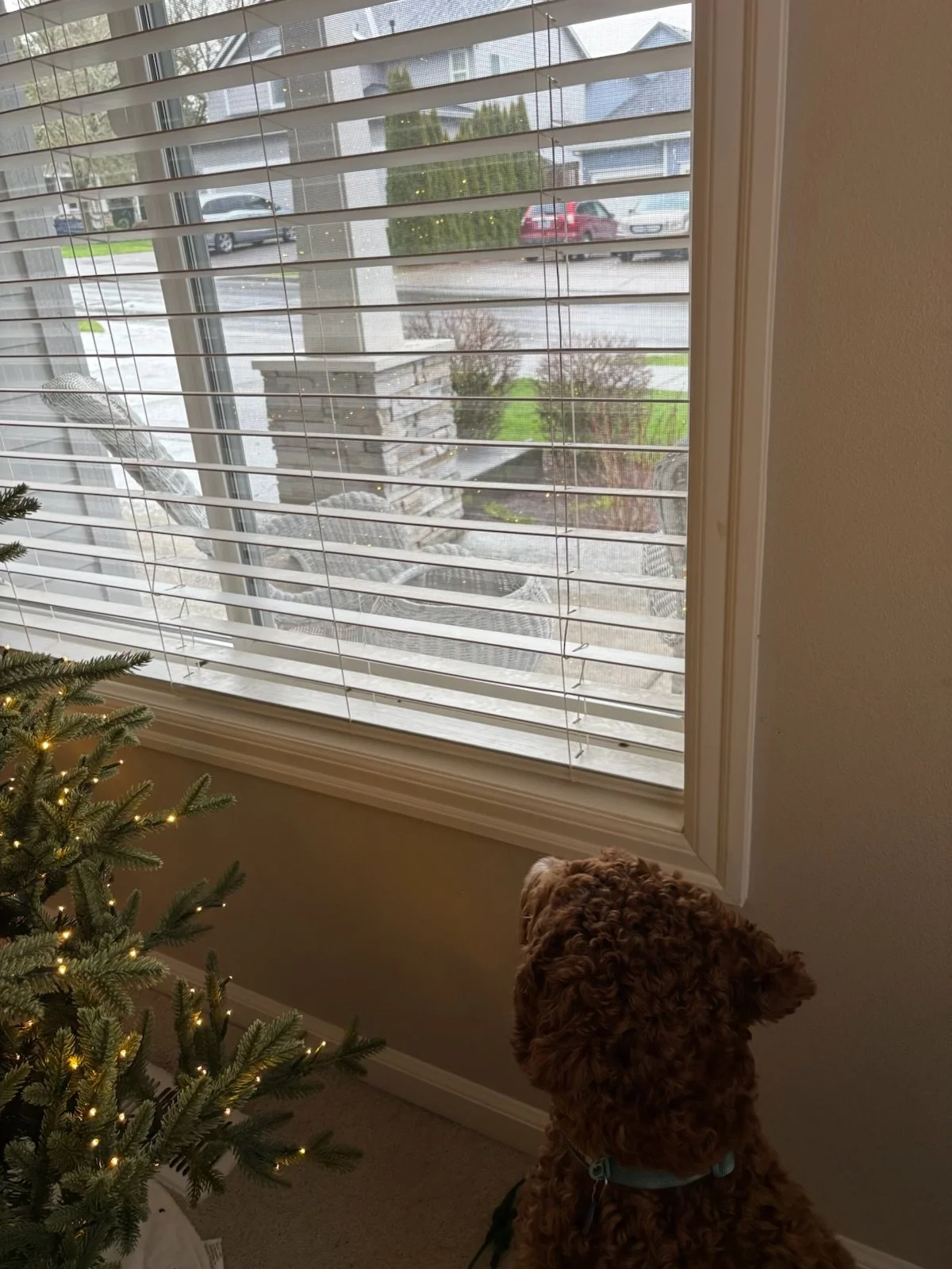 A view from inside a house looking out a window with white blinds. A small section of a decorated Christmas tree is visible in the indoor setting. A dog with curly brown fur sits on the carpeted floor, facing the window. Outside, a driveway with park