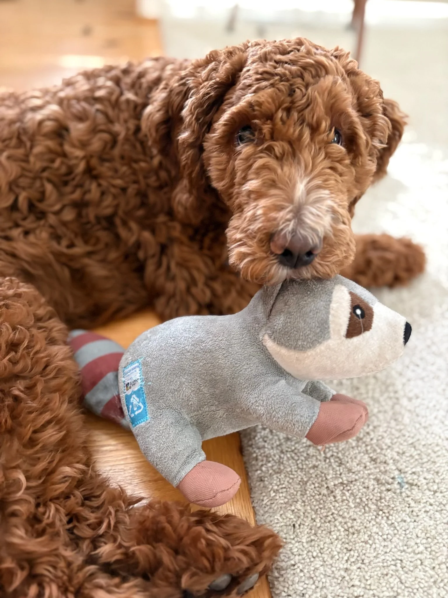 A curly-haired brown puppy is lying on a wooden floor near a beige carpet, resting its head on a plush toy designed to look like a dog.