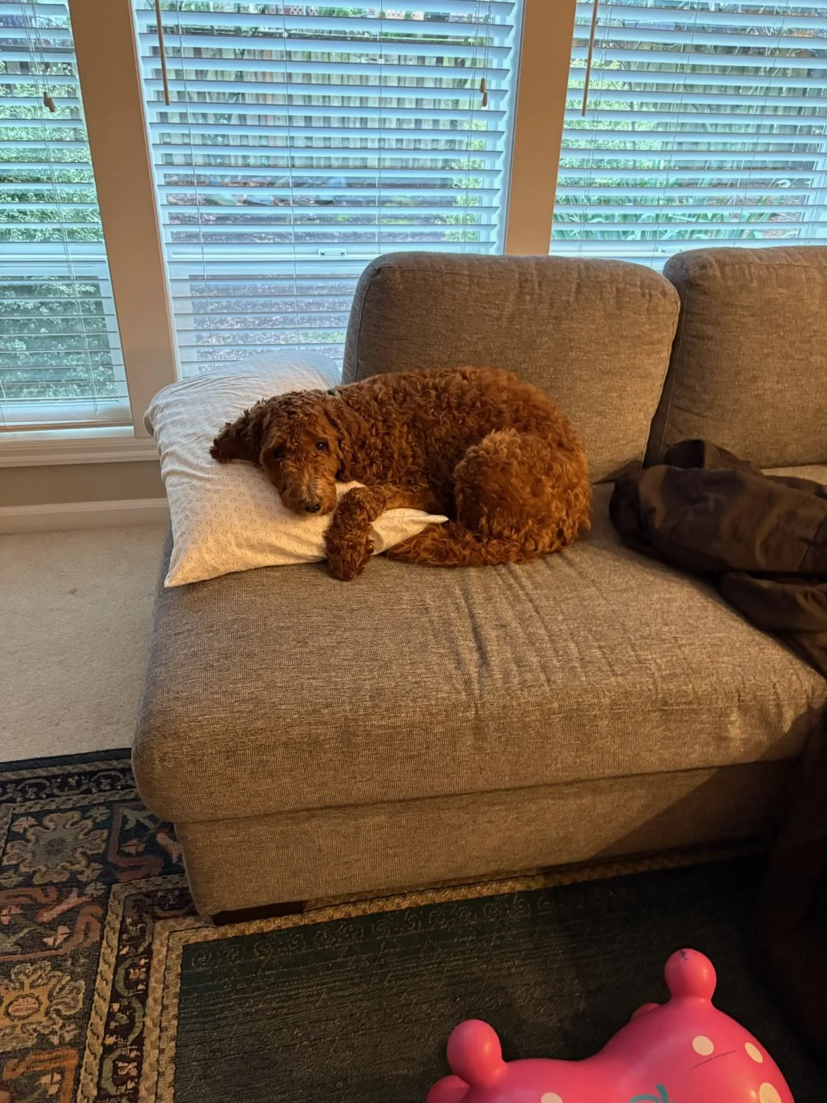 A brown curly-haired dog resting on a white pillow on a gray couch in a room with large windows with blinds. There is a black bag on the couch and a pink inflatable toy on the floor.