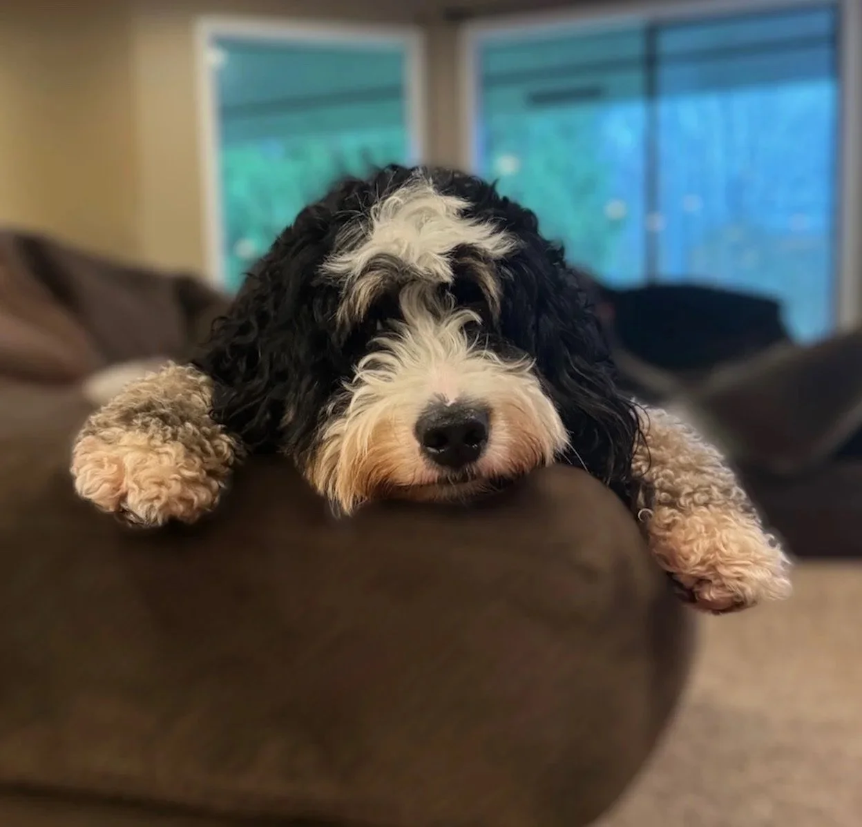 A fluffy puppy with black, white, and tan fur resting its head and paws on the back of a brown couch in a living room with large windows and a blurred background.