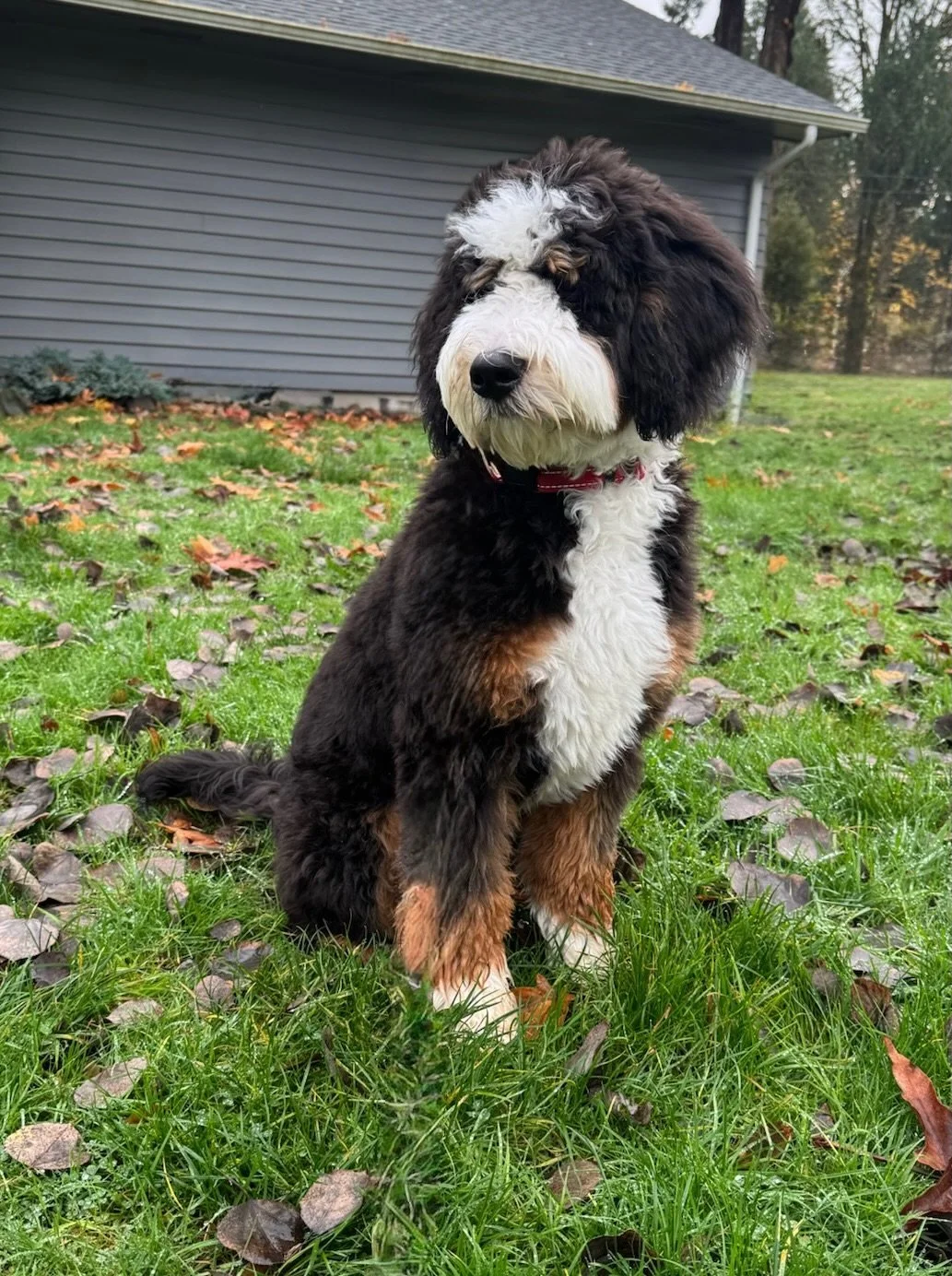 A fluffy black, white, and tan puppy sitting on green grass with fallen leaves, near a gray house with a sloped roof and trees in the background.
