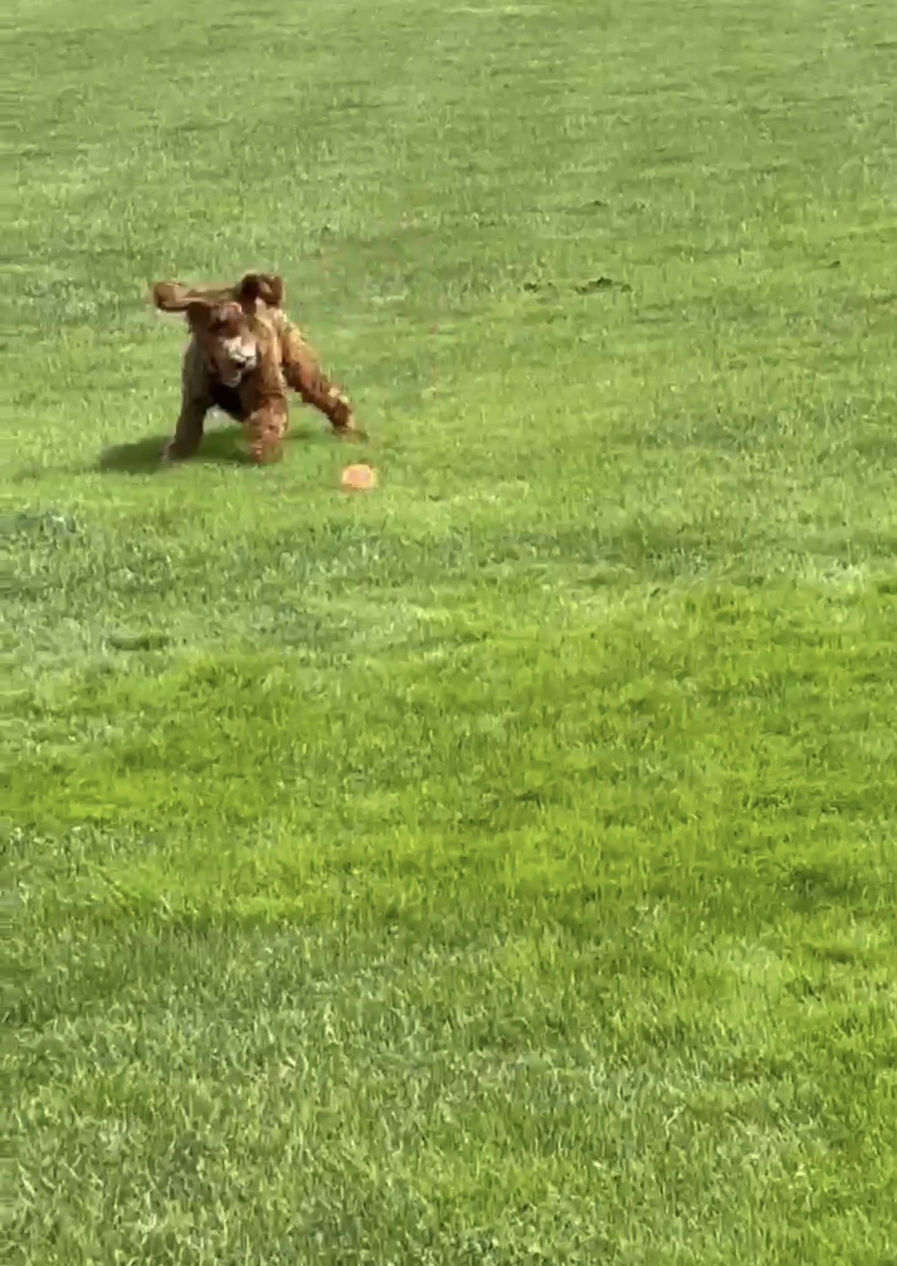 Young lion cub running towards a ball on a grassy field.